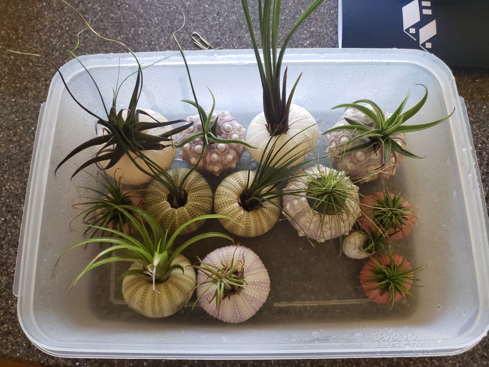 Worlds Assorted Natural Sea Urchins for Air Plants,Craft and Decorations 12PC(1-1/4