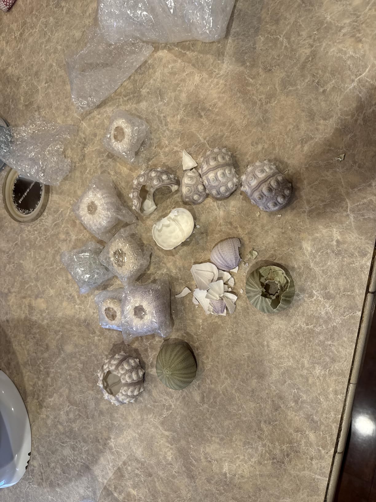 Worlds Assorted Natural Sea Urchins for Air Plants,Craft and Decorations 12PC(1-1/4
