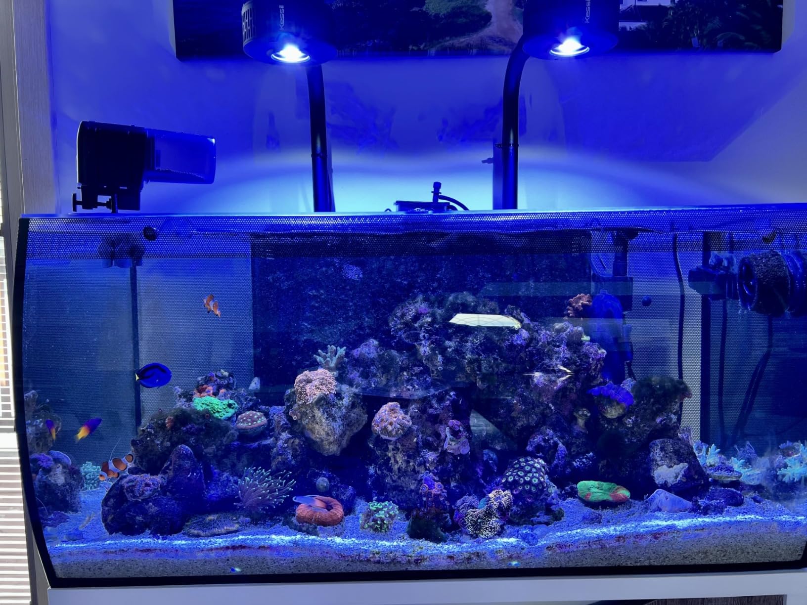 Fluval Flex 32.5 Marine Salt Water Aquarium Kit - Fish Tank for Fish, Coral & More - Comes with LED Lights, Filtration System & More - 32.5