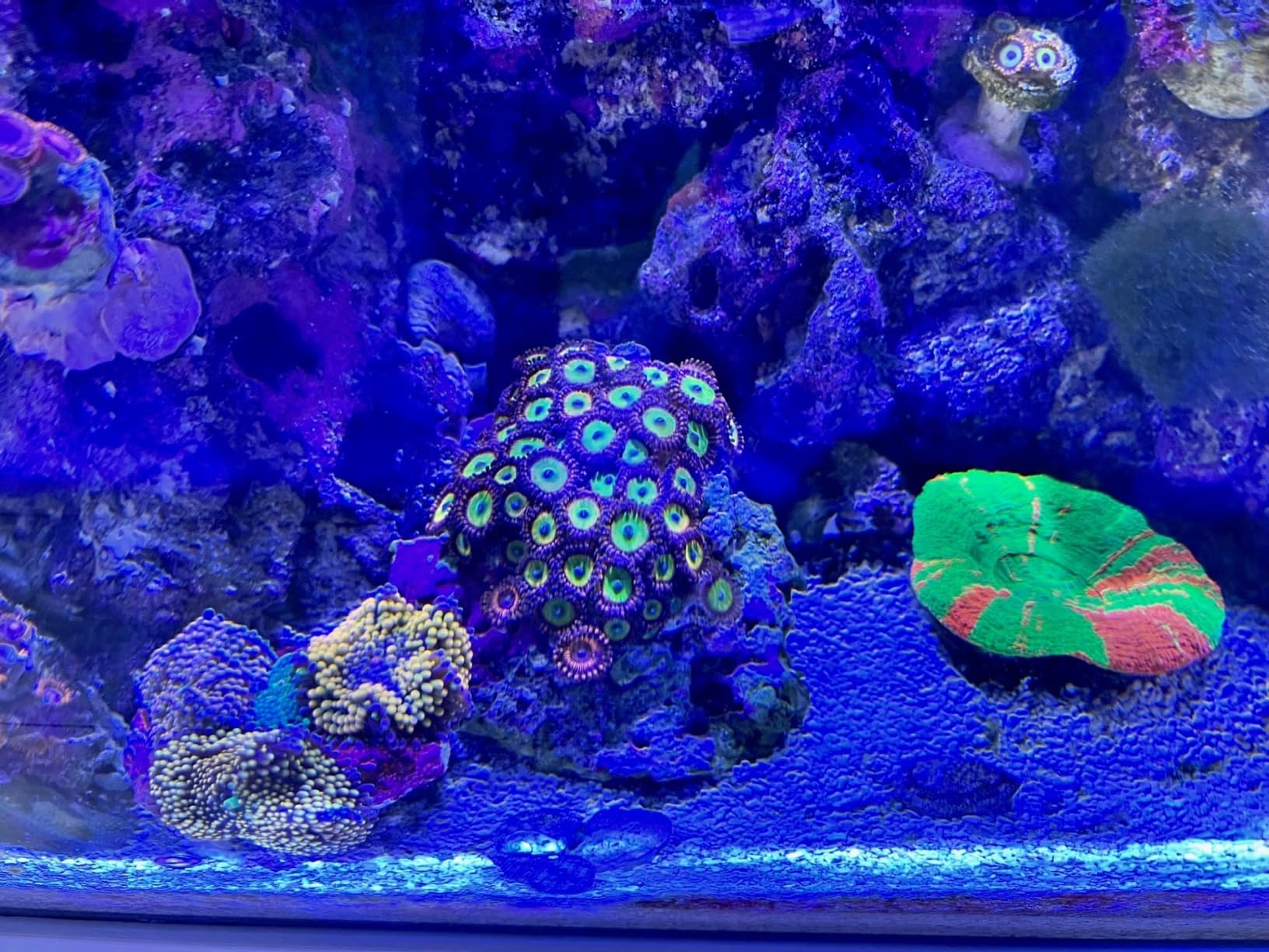 Fluval Flex 32.5 Marine Salt Water Aquarium Kit - Fish Tank for Fish, Coral & More - Comes with LED Lights, Filtration System & More - 32.5