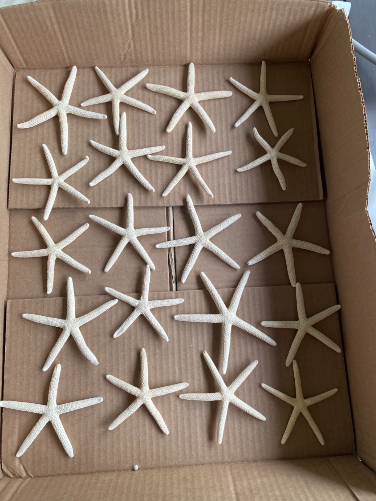 Jangostor 20 PCS Starfish, 2.5