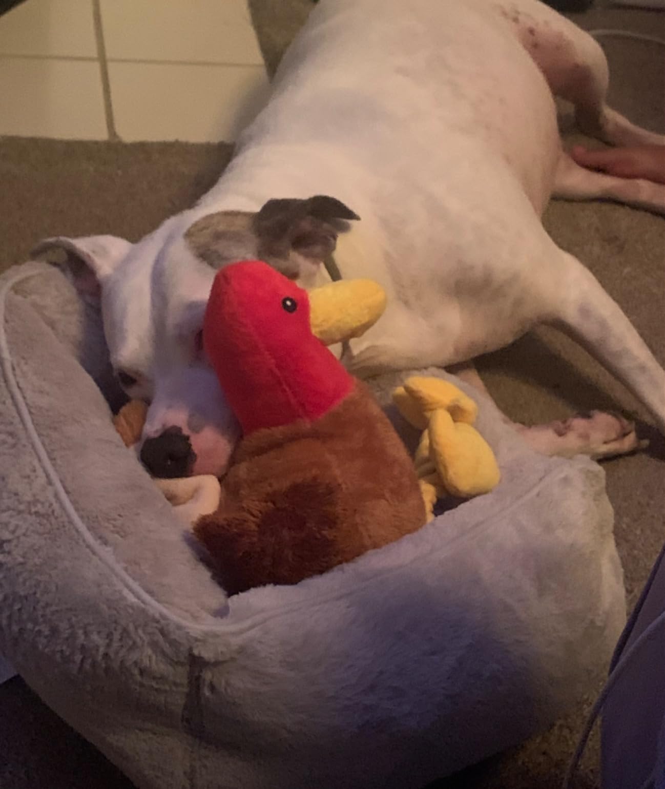 ZippyPaws Turkey Plush for Small, Medium, & Large Dogs - Tucker the Turkey | Interactive Dog Toys to Keep Them Busy, Squeaky & Crinkly Pet Toy for All Breeds, One Medium Blaster Squeaker customer photo 1