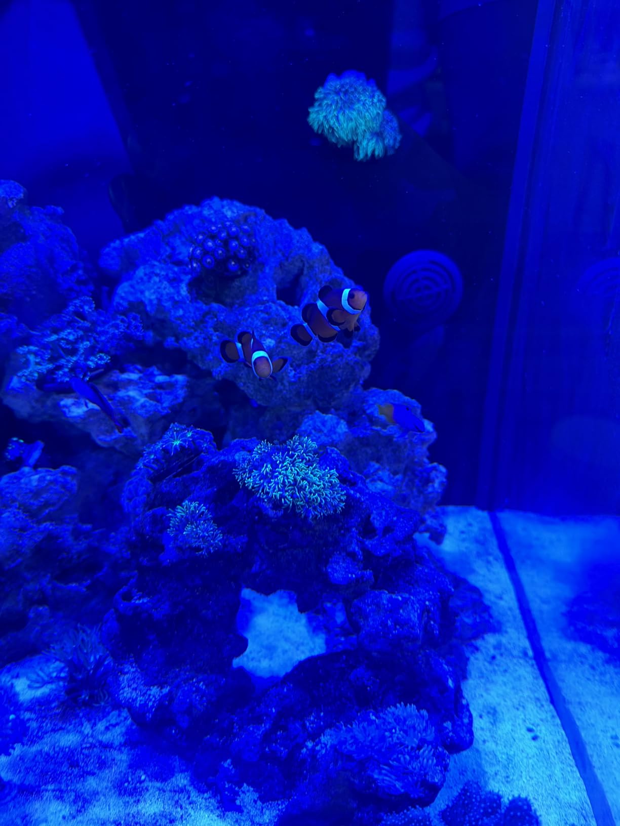 UV Coral Viewing Glasses customer photo 2