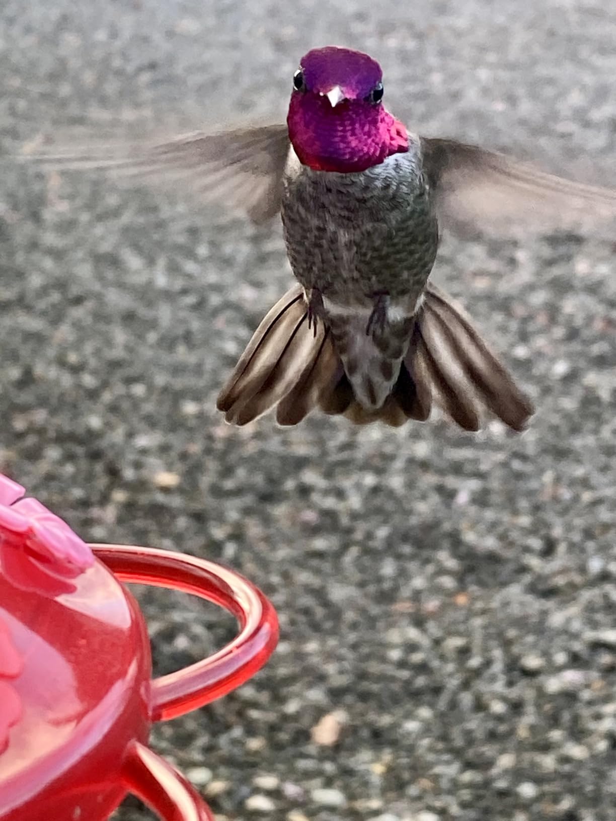 Window Hummingbird Feeder, Suction Cup, Hummingbird Feeders for Outdoors, Leak Proof with Sealing Gasket, Bee and Wasp Proof Flowers, Large Nectar Capacity customer photo 1