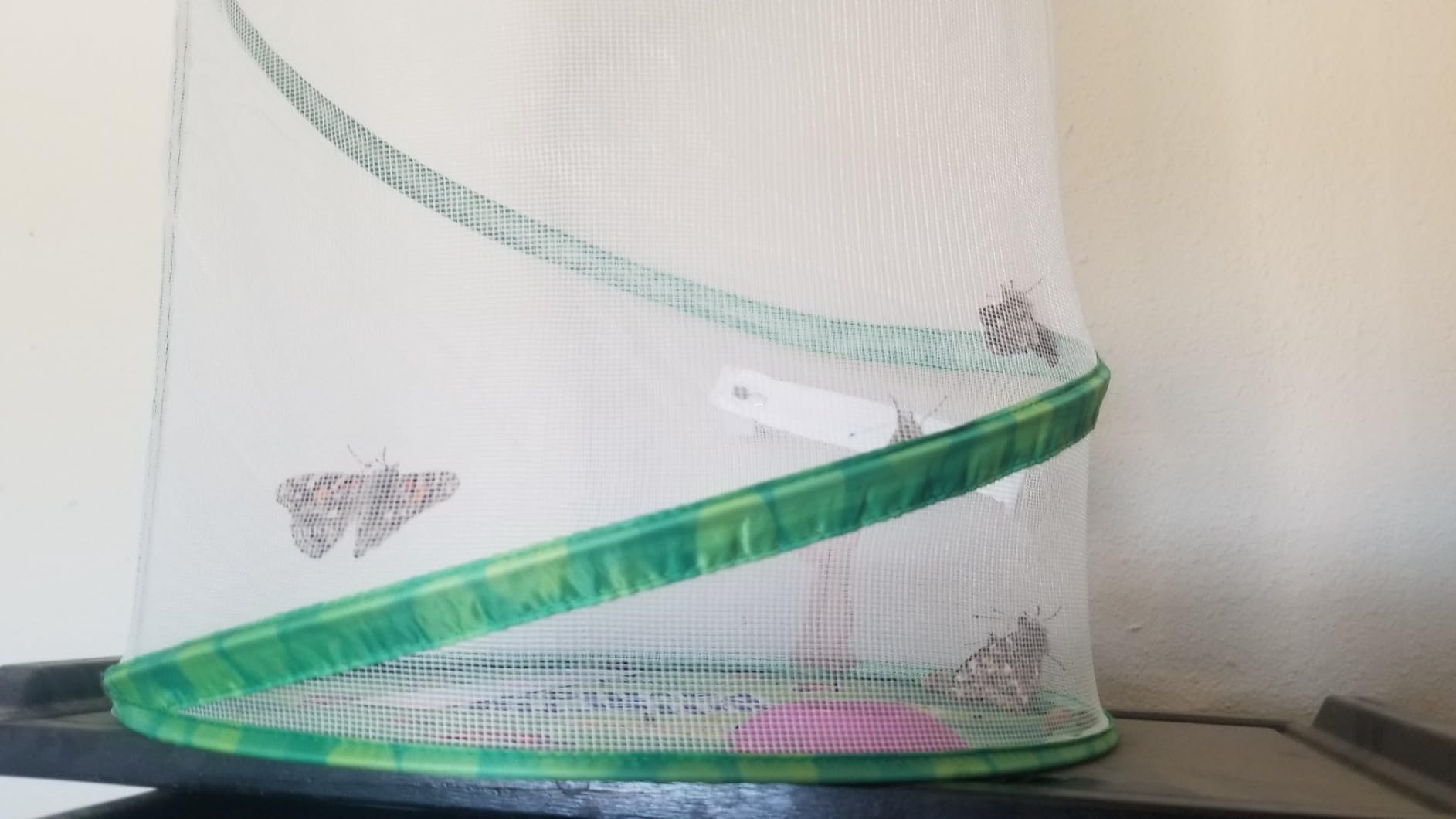 Insect Lore Butterfly Pavilion with Two Live Cups of Caterpillars - 2ft Tall Habitat, STEM Butterfly Journal, 10 Live Baby Caterpillars - Life Science Education Kit - Raise Painted Lady Butterflies customer photo 1