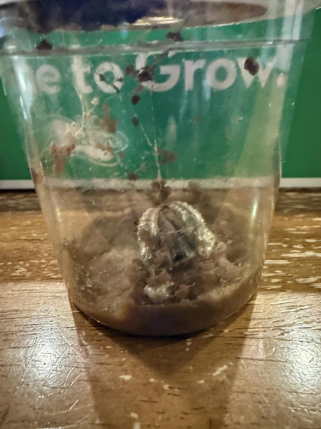 Insect Lore Butterfly Pavilion with Two Live Cups of Caterpillars - 2ft Tall Habitat, STEM Butterfly Journal, 10 Live Baby Caterpillars - Life Science Education Kit - Raise Painted Lady Butterflies customer photo 2