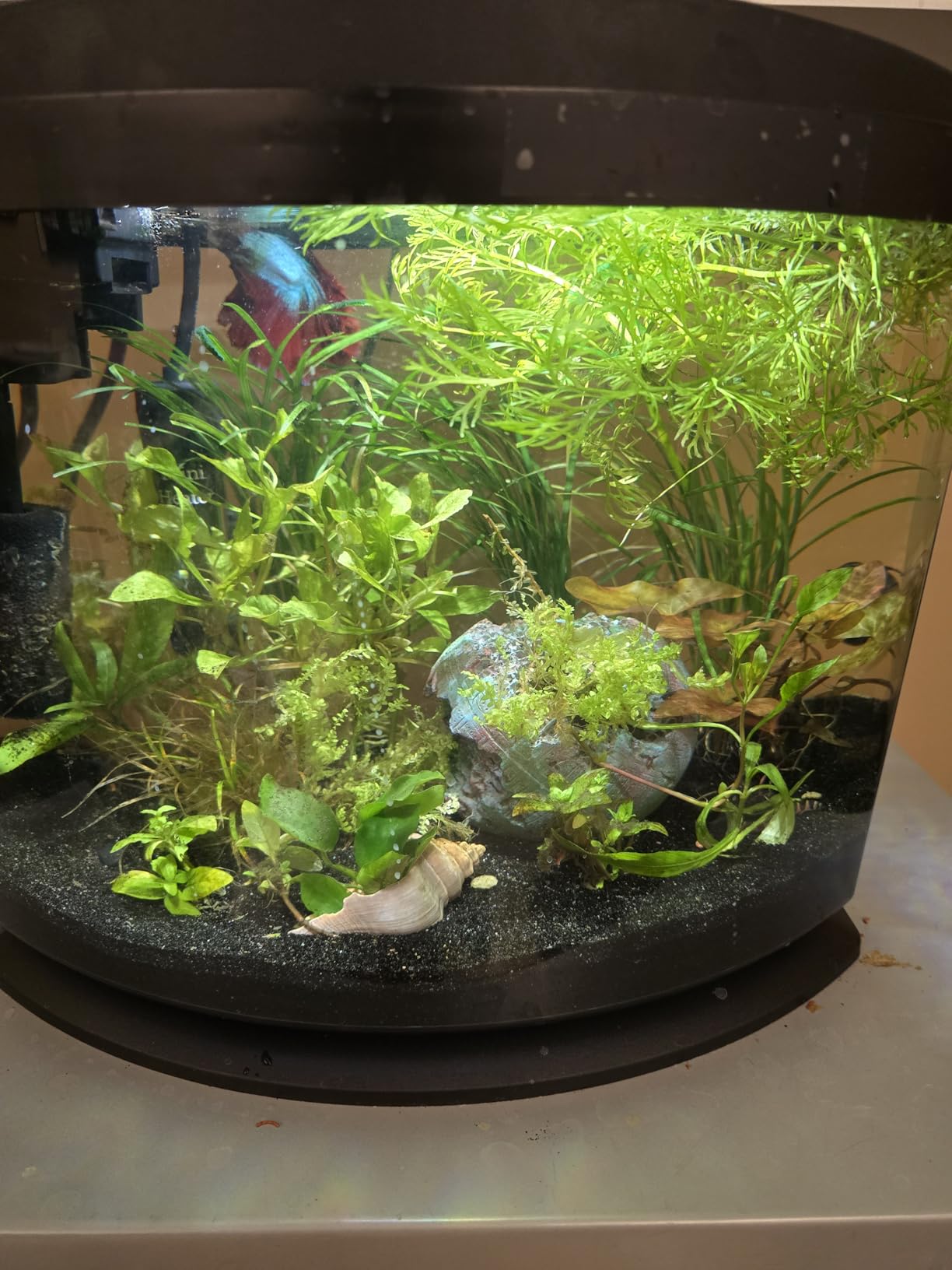 Aqueon LED MiniBow Small Aquarium Fish Tank Kit with SmartClean Technology, Black, 2.5 Gallon customer photo 2