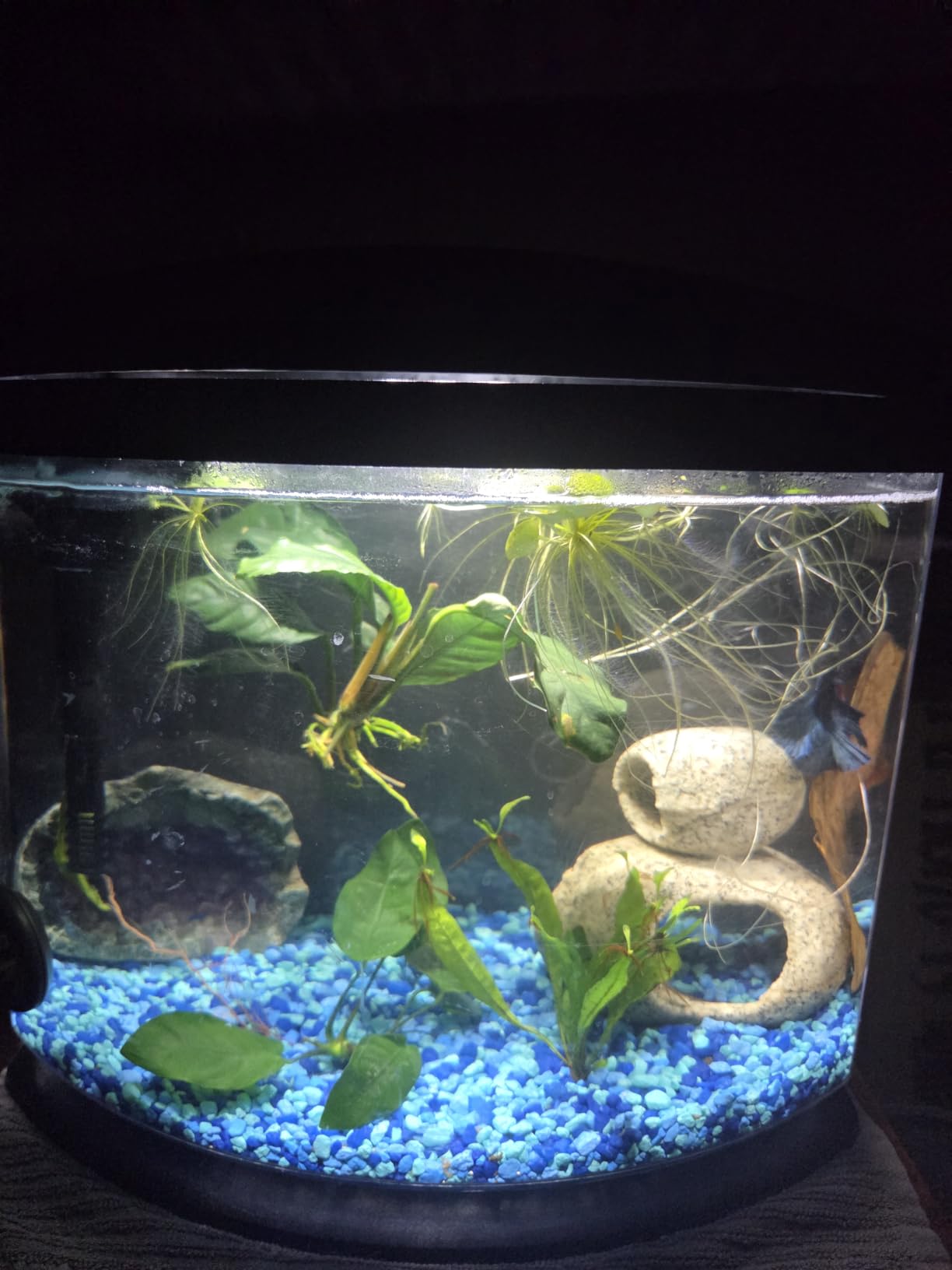 Aqueon LED MiniBow Small Aquarium Fish Tank Kit with SmartClean Technology, Black, 5 Gallon customer photo 1