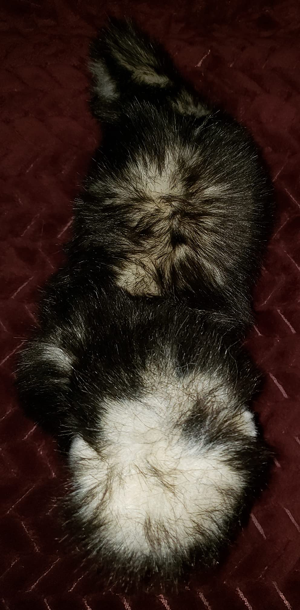 Aurora Realistic Miyoni Ferret Stuffed Animal - Lifelike Details Make a Cherished Companion - Perfect for Decorating Bedrooms or Classrooms - Brown 9 Inches customer photo 1