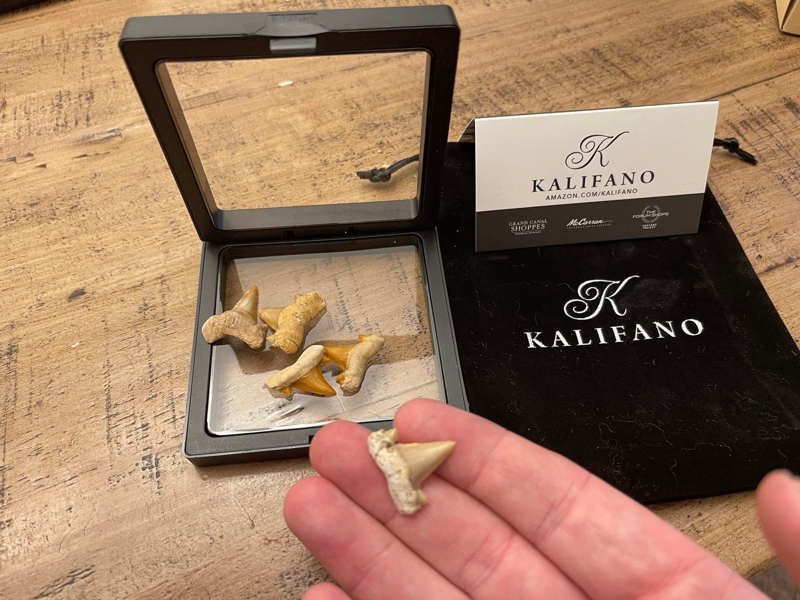 KALIFANO Authentic Fossilized Prehistoric Mini Shark Teeth (5 Pack) from Morocco customer photo 1