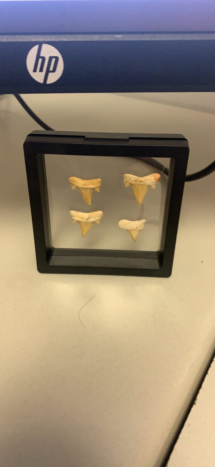 KALIFANO Authentic Fossilized Prehistoric Mini Shark Teeth (5 Pack) from Morocco customer photo 2