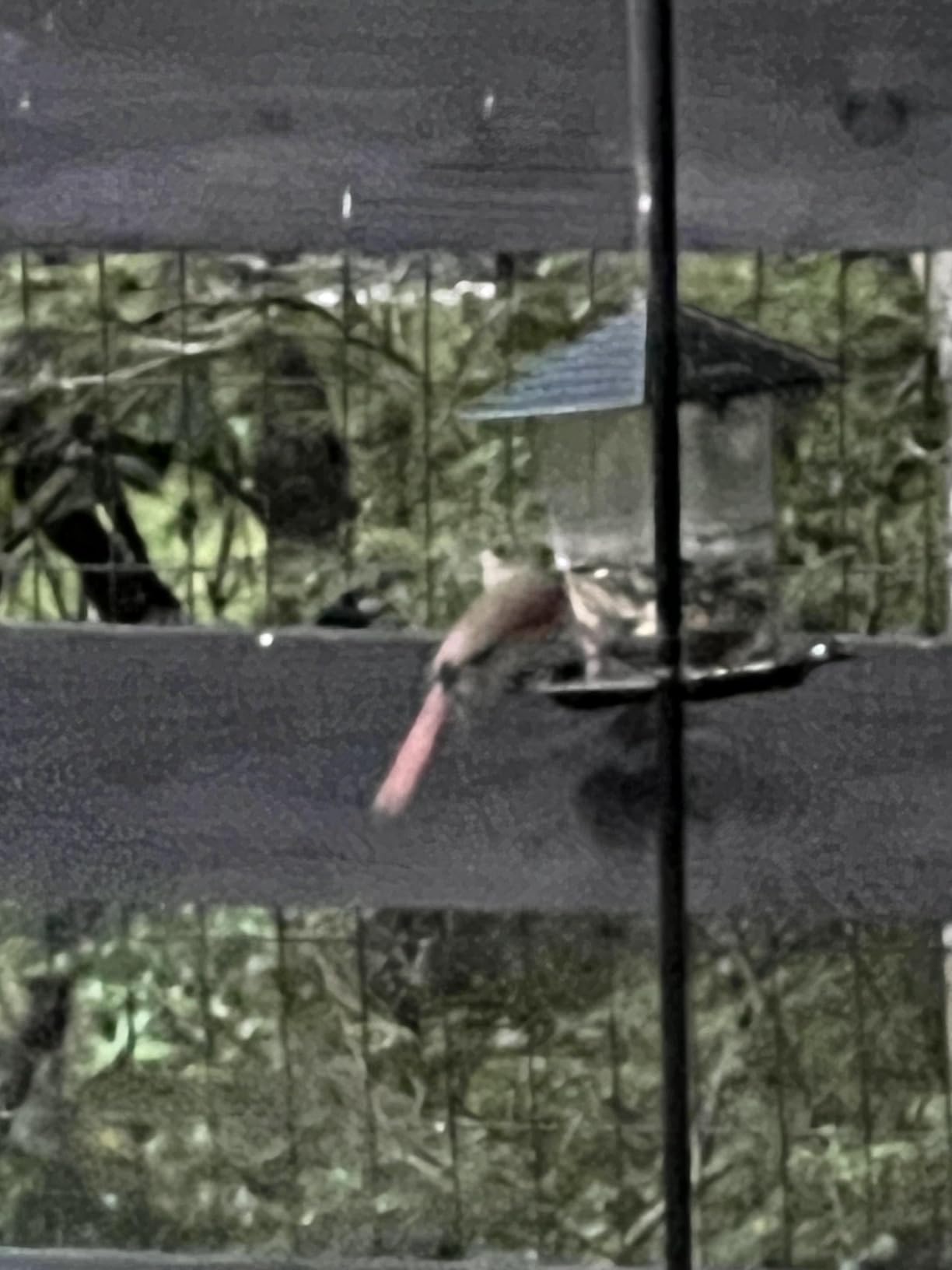 Jealoeur Bird Feeders for Outdoors Hanging Bird Feeder Wild Birds Seed, Black customer photo 1