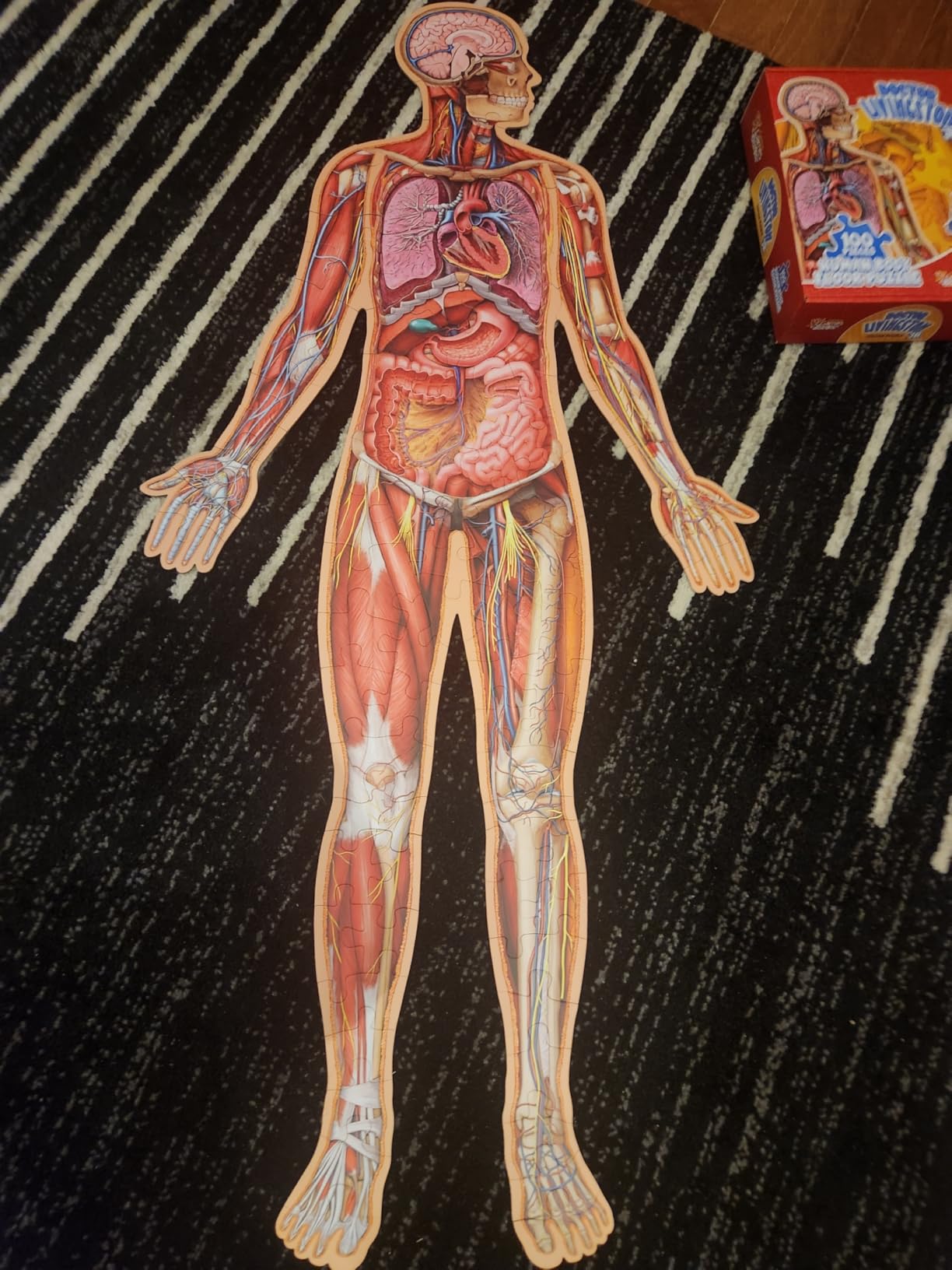 Human Anatomy Kids Floor Puzzle - Dr Livingston Jr's 100-Piece Full Body Jigsaw Puzzle - 4 FT Medically Accurate Floor Puzzles for Kids Ages 6-8, 4-8, 8-10 - Educational Toys for Children, Toddlers customer photo 2