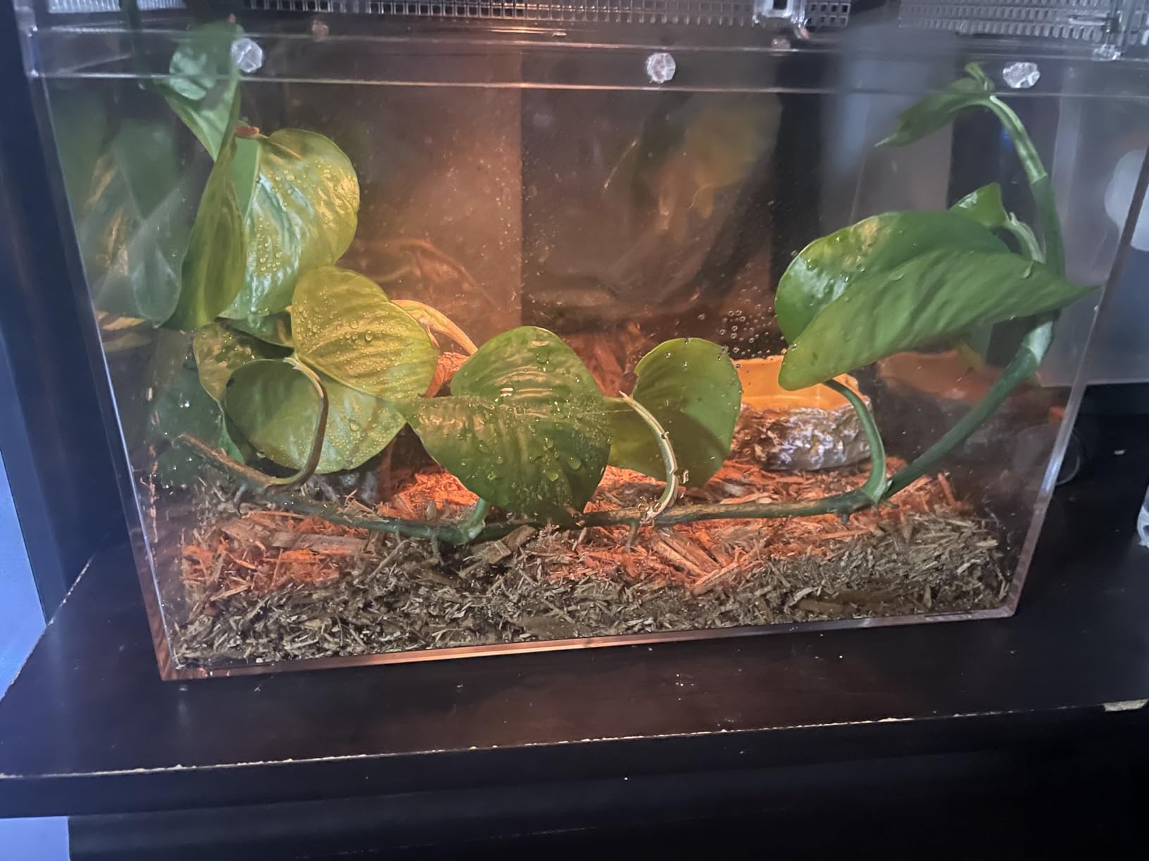HELIME Reptile Tank 7 Piece Starter Kit with Escape Proof Locking Lid Small | All in One Hermit Crab Tank, Polycarbonate Tarantula Enclosure Frogs Habitat with Light, Hygrometer, Hide, Tweezer, Bowl, Sprayer customer photo 1