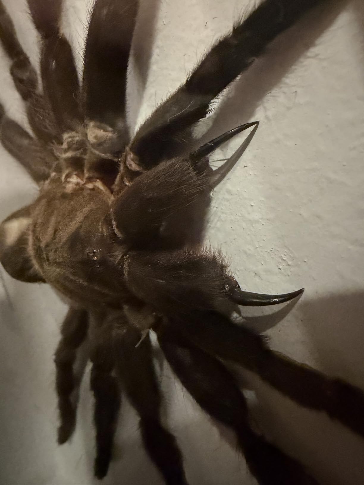 Real Giant Bird Eating Tarantula EURYPEIMA SPINCRUS Spider Taxidermy Transparent Boxed Display (Black Wooden Box) customer photo 1