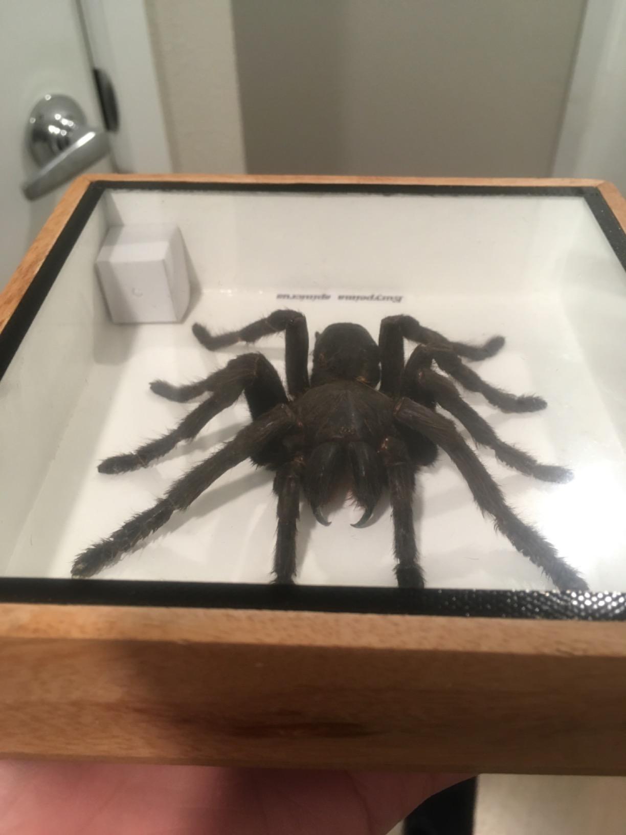 Real Giant Bird Eating Tarantula EURYPEIMA SPINCRUS Spider Taxidermy Transparent Boxed Display (Black Wooden Box) customer photo 2