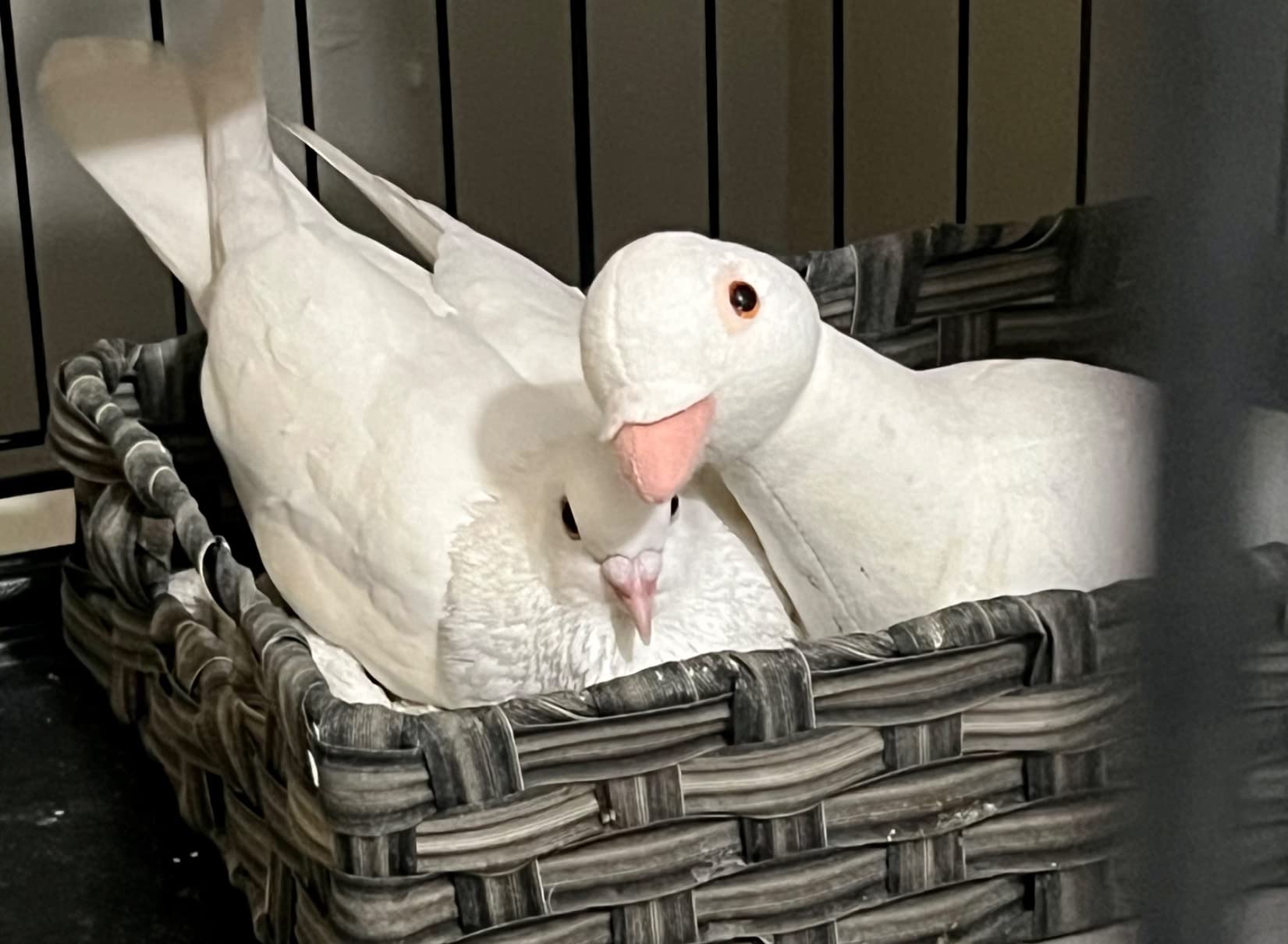 Simulation White Pigeon Stuffed Animal Toy - 10 inch Rock Pigeon Toys, Cute Pigeon as Gift for Kids (Spear Falcon) customer photo 2