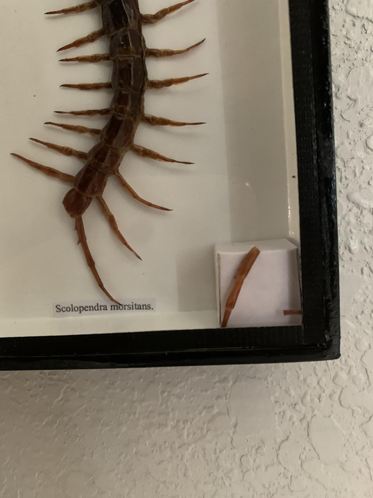 Real Centipede Millipede Scolopendra MORSITANS Taxidermy Insect in 3D Wooden Frame customer photo 2