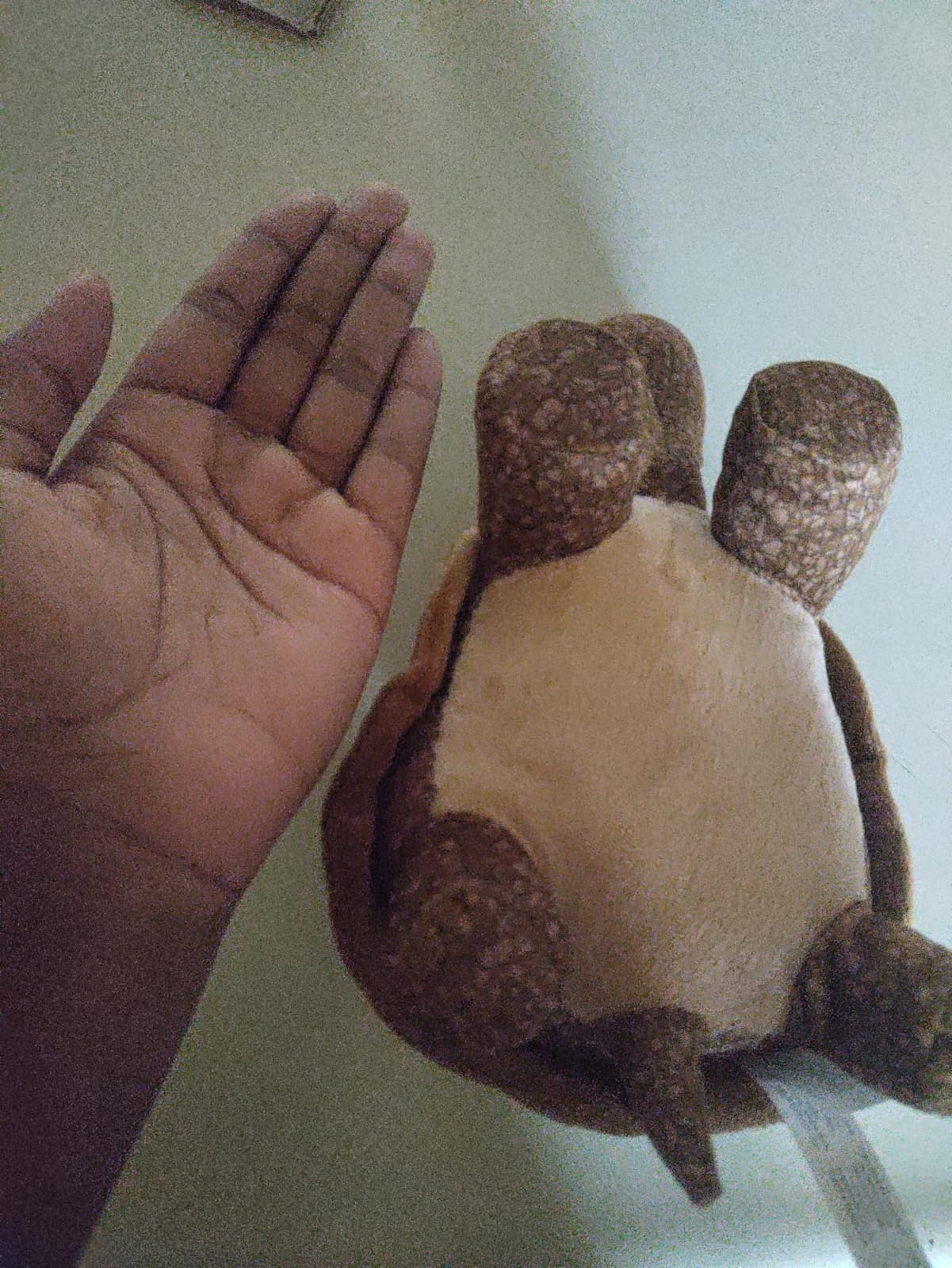 The Petting Zoo Tortoise Stuffed Animal Plush, Wild Onez, 9 in customer photo 2