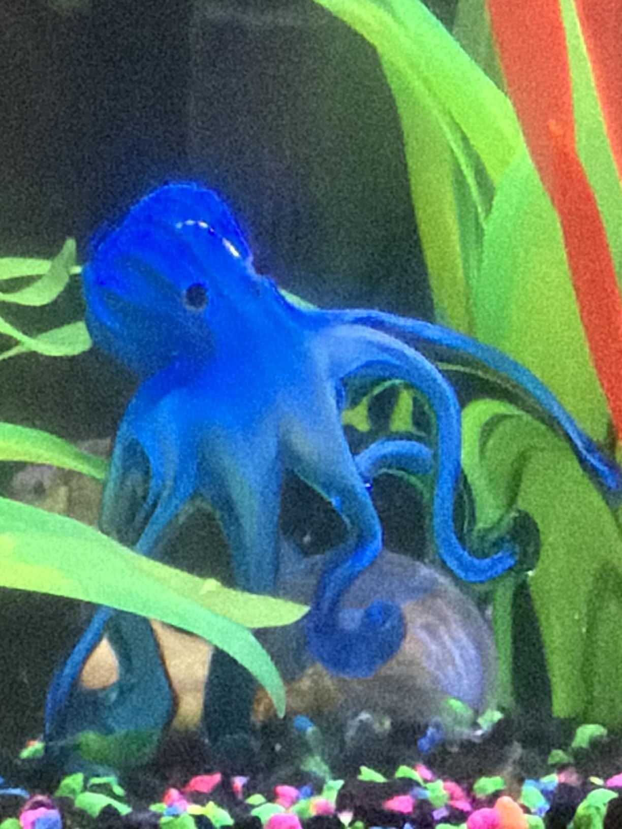 QFkris 5.3 Inch Colorful Glass Octopus and Jellyfish Figurines Collectible | Handmade Glass Paperweight Ornament Sea Animal Artwork Sculpture Home Aquarium Decor Mothers Day Gift Craft Decoration customer photo 1