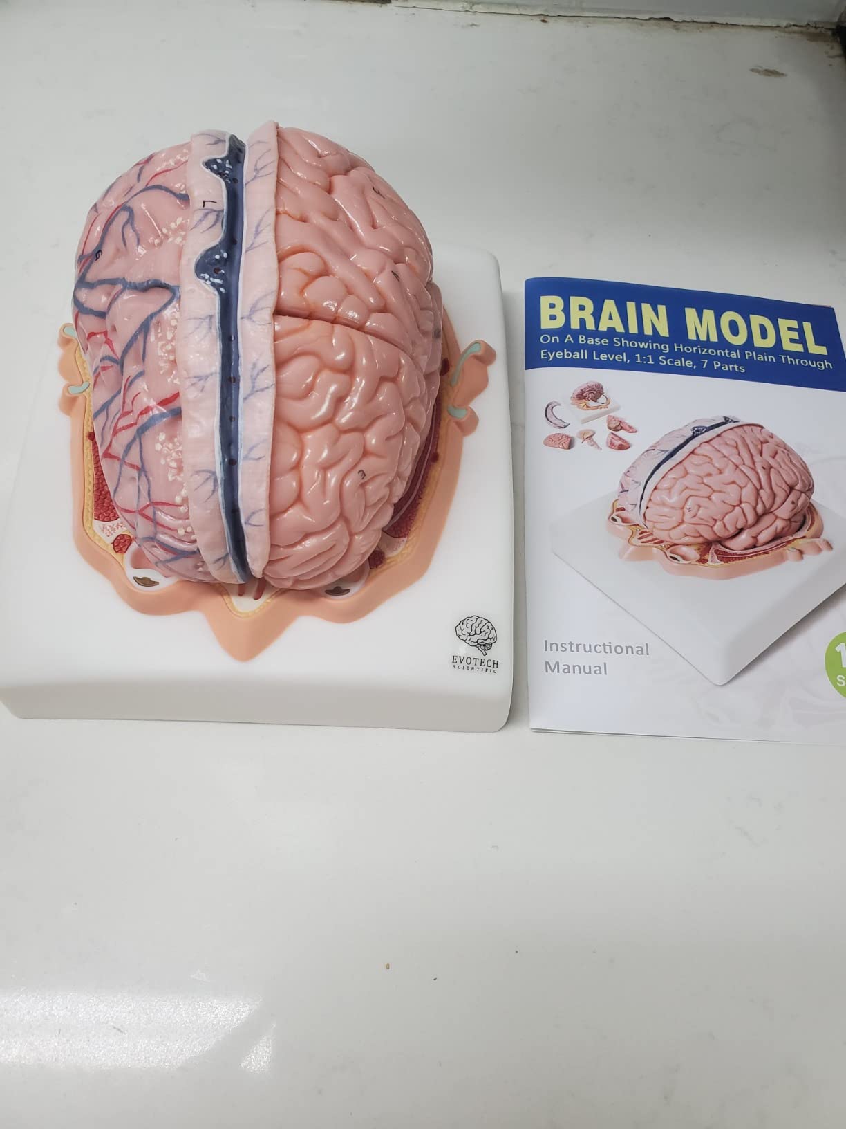 EVOTECH SCIENTIFIC Human Brain Model w/Arteries, 7 Parts Life Size Anatomy Brain Model on a Base Show Horizontal Plain Through Eyeball Level for Science Classroom Study Display, Manual Included customer photo 1