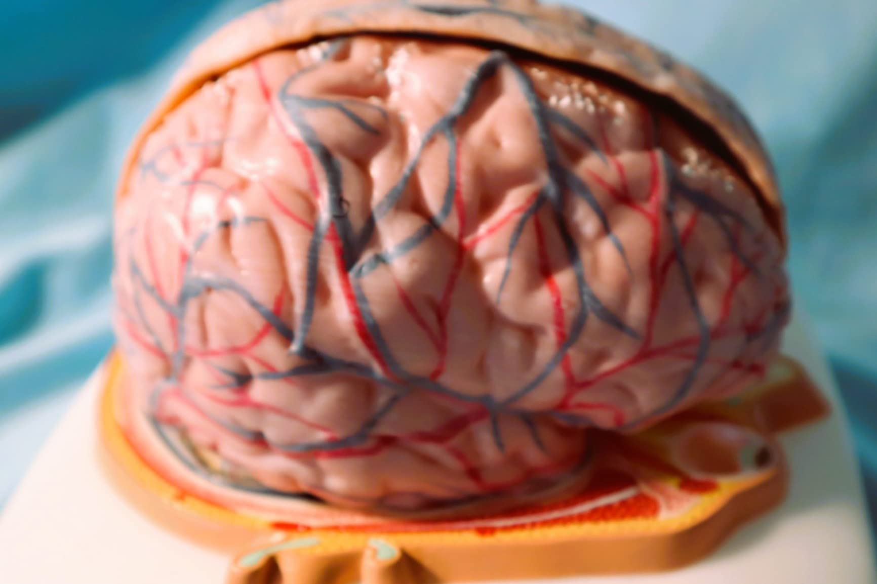 EVOTECH SCIENTIFIC Human Brain Model w/Arteries, 7 Parts Life Size Anatomy Brain Model on a Base Show Horizontal Plain Through Eyeball Level for Science Classroom Study Display, Manual Included customer photo 2