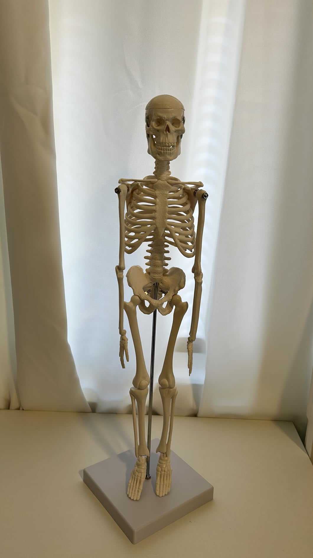 NLShan Human Skeleton Model for Anatomy -Life Size Anatomical Skeleton Medical Model with Nervous System 70.8 in with Rolling Stand for Study and Display Colorful Posters customer photo 2