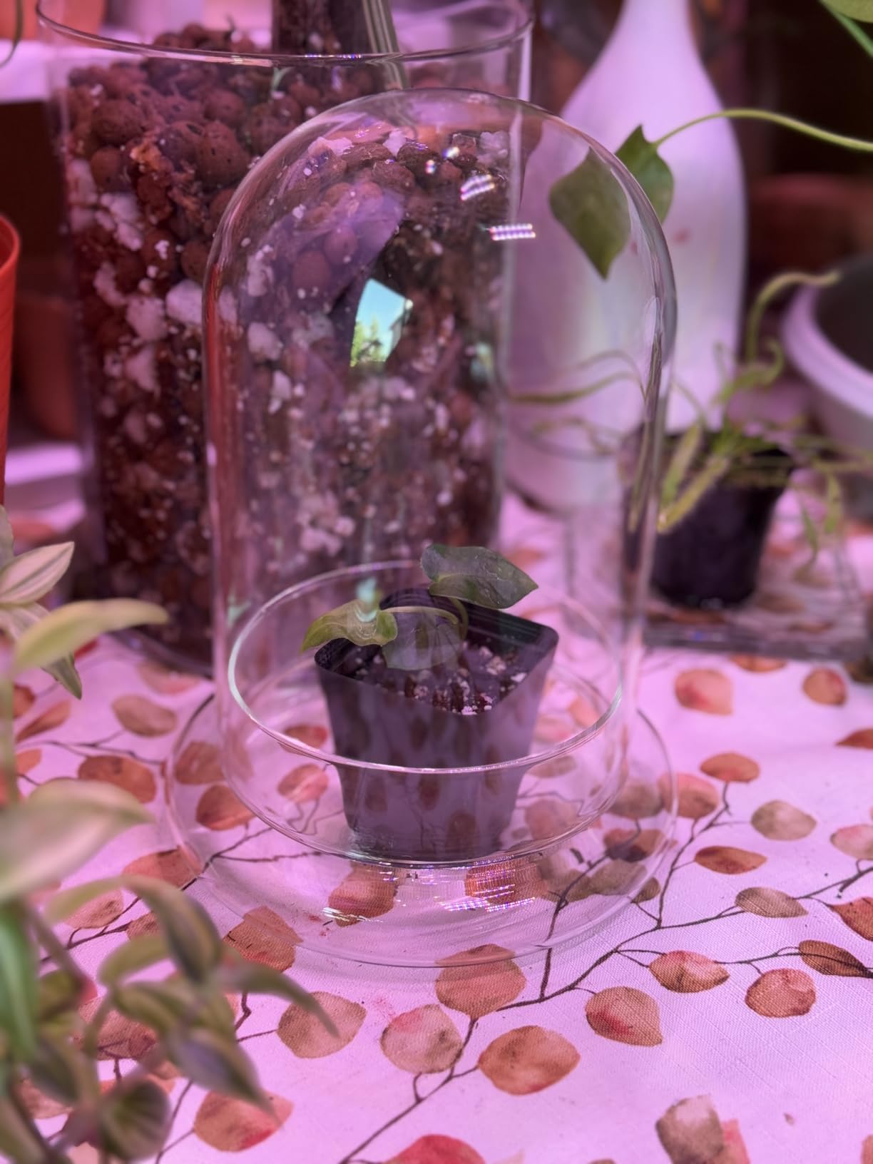 NCYP Glass Cloche Dome with Air Hole and Base, 5.9 x 5.9 x 8.2 Inches, Clear Terrarium Planter for Venus Flytrap, Small Plants, Home Indoor Tabletop Decoration (No Plants) customer photo 1