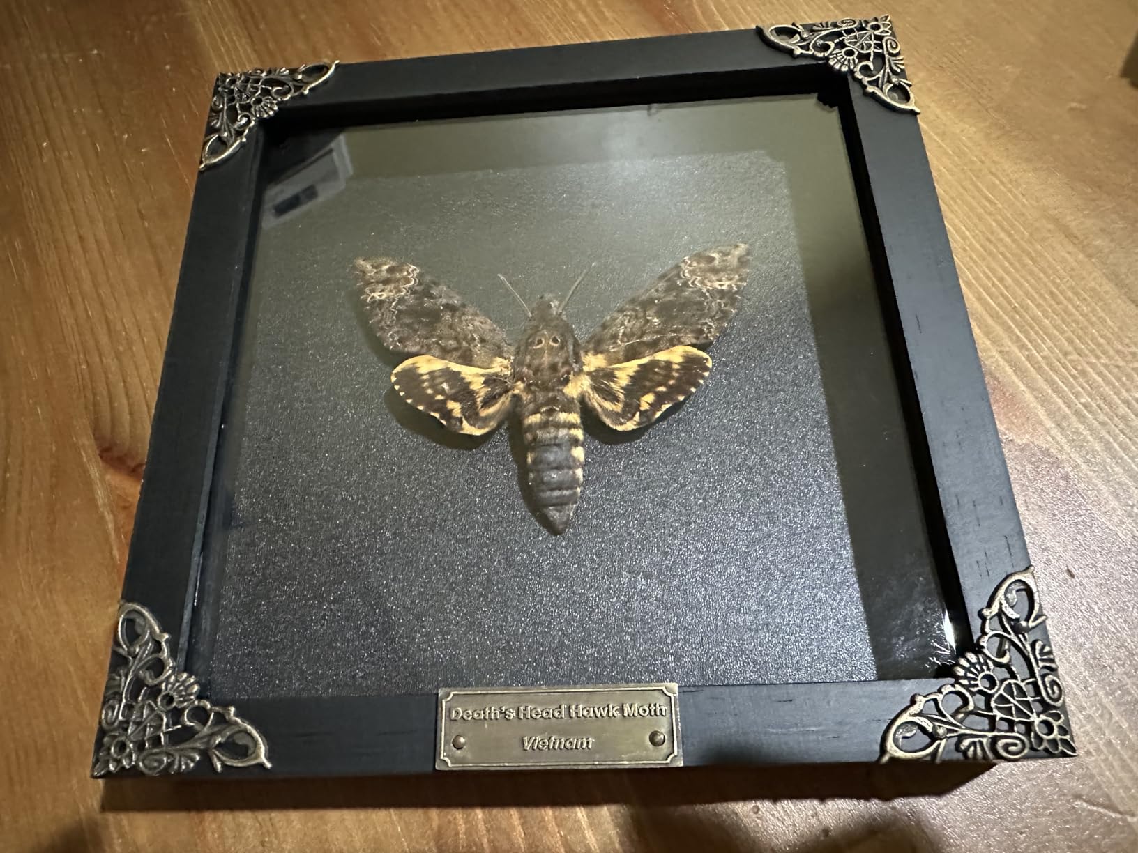 Real Death Head Moth Skull 7