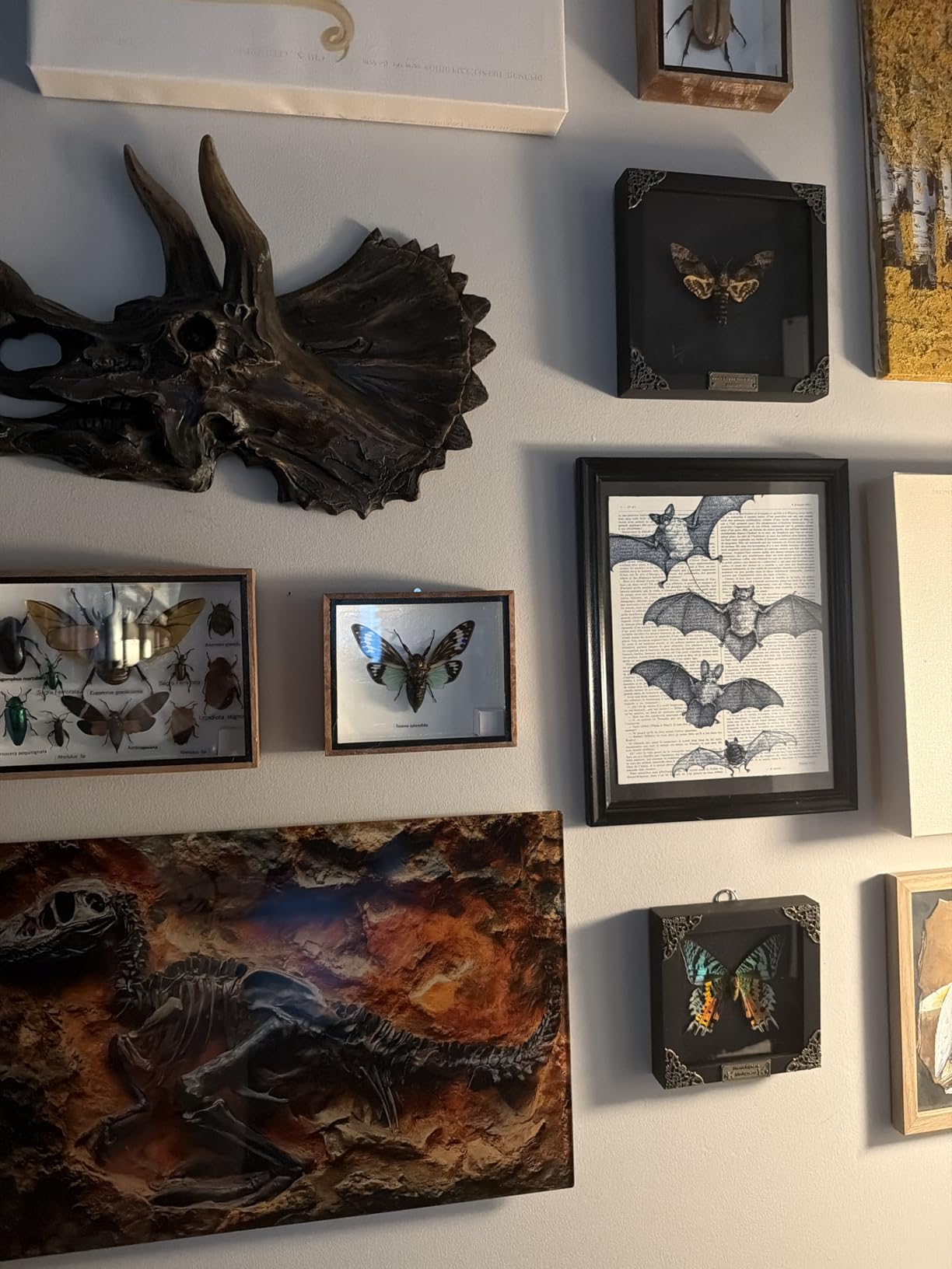 Real Death Head Moth Skull 7