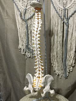 breesky Spine Model, 34.6