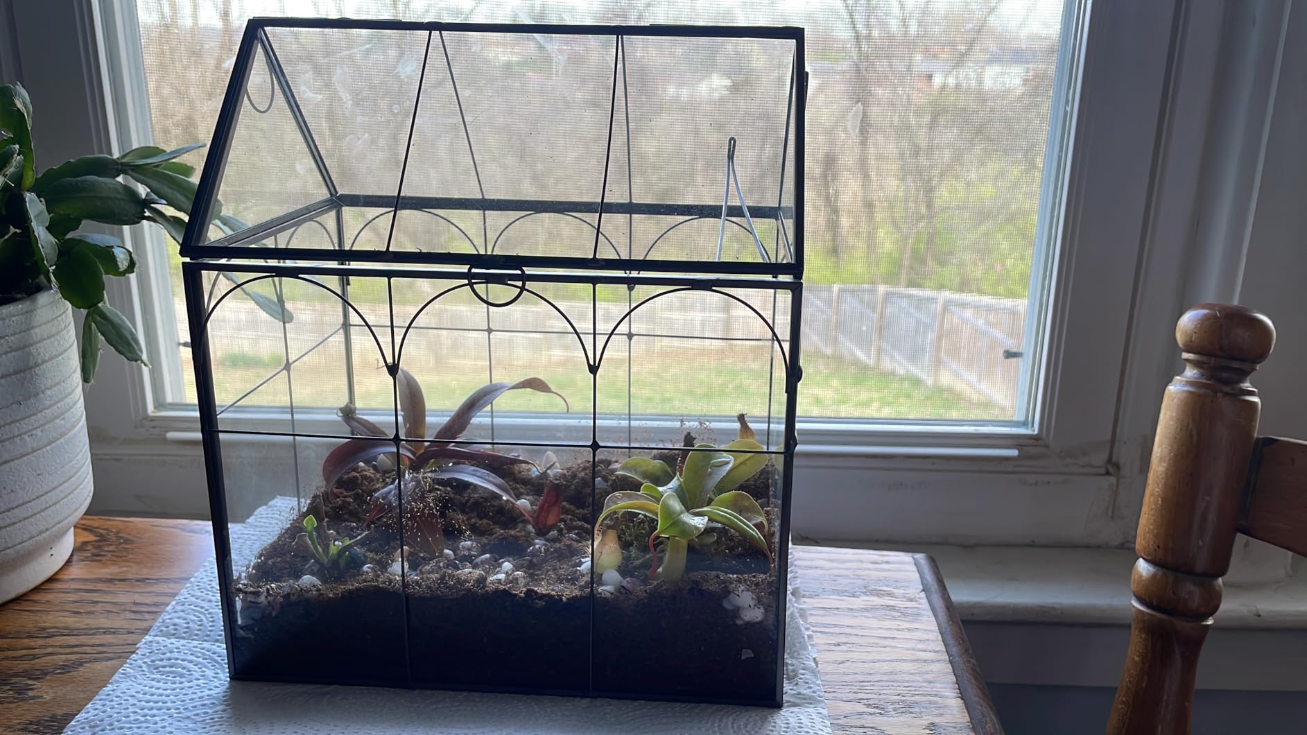 Geometric Plant Terrarium with Lid, House Succulent Terrarium Kit for Display, Air Plants, Succulents, Home Tabletop Miniature Terrarium, Not Airtight or Waterproof (Black) customer photo 1