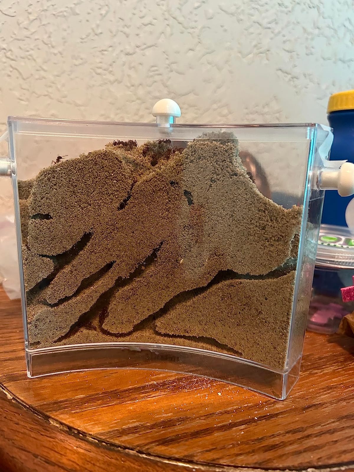 Ant Farm for Live Ants - Real Sand Ant Colony Kit for Kids - Fun Science Habitat Set for Children, Watch Ants Dig Tunnels, Carry Sand, Hide and Drag Their Food customer photo 1