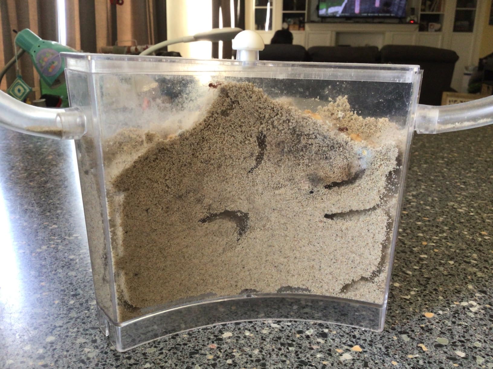 Ant Farm for Live Ants - Real Sand Ant Colony Kit for Kids - Fun Science Habitat Set for Children, Watch Ants Dig Tunnels, Carry Sand, Hide and Drag Their Food customer photo 2