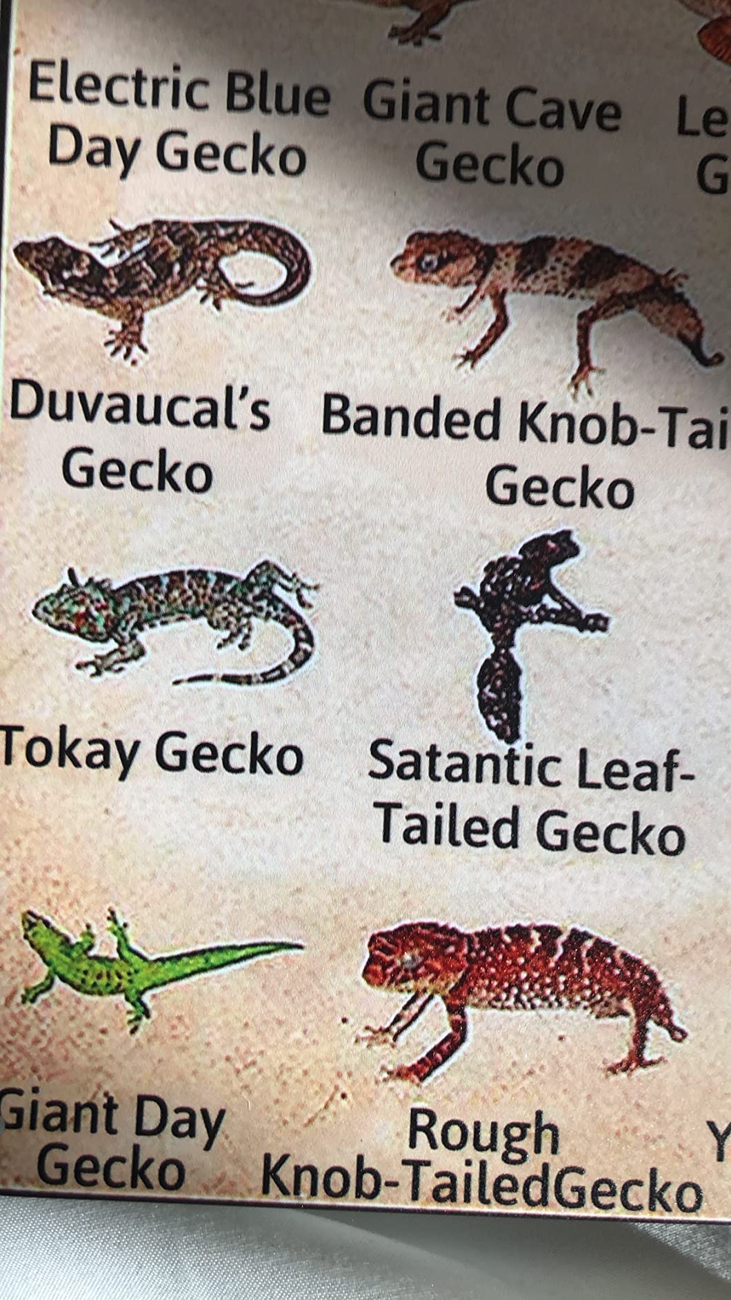 Geckos Knowledge Metal Tin Signs Types Of Geckos Funny Posters School Education Reptile Club Pet Shop Cafe Living Room Kitchen Home Art Wall Decor Plaque Gifts customer photo 1