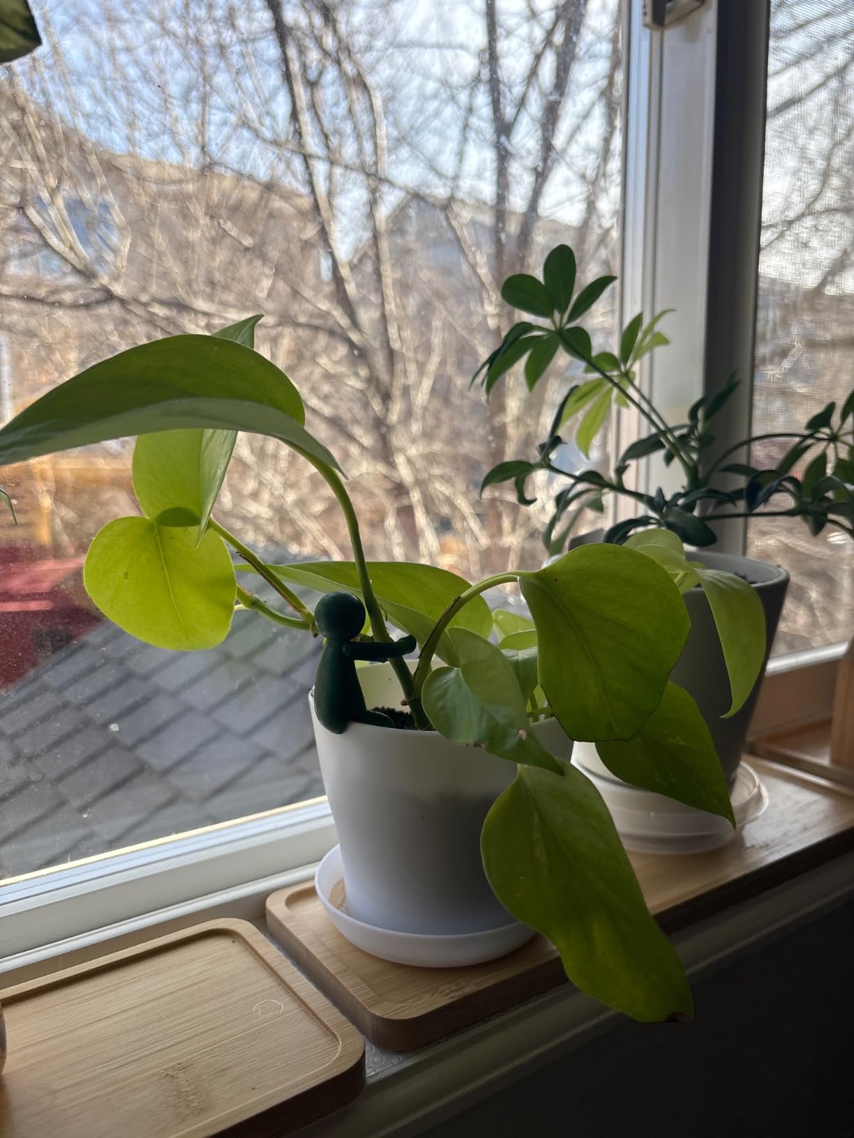 Leafriend: Plant Propagation Buddy; Plant Support for Sprouts, Stems, Shoots, and Cuttings; 3 Cute Plant Supports for a Plant Propagation Station or an Indoor Garden; Plant Lover Gifts by Peleg Design customer photo 2