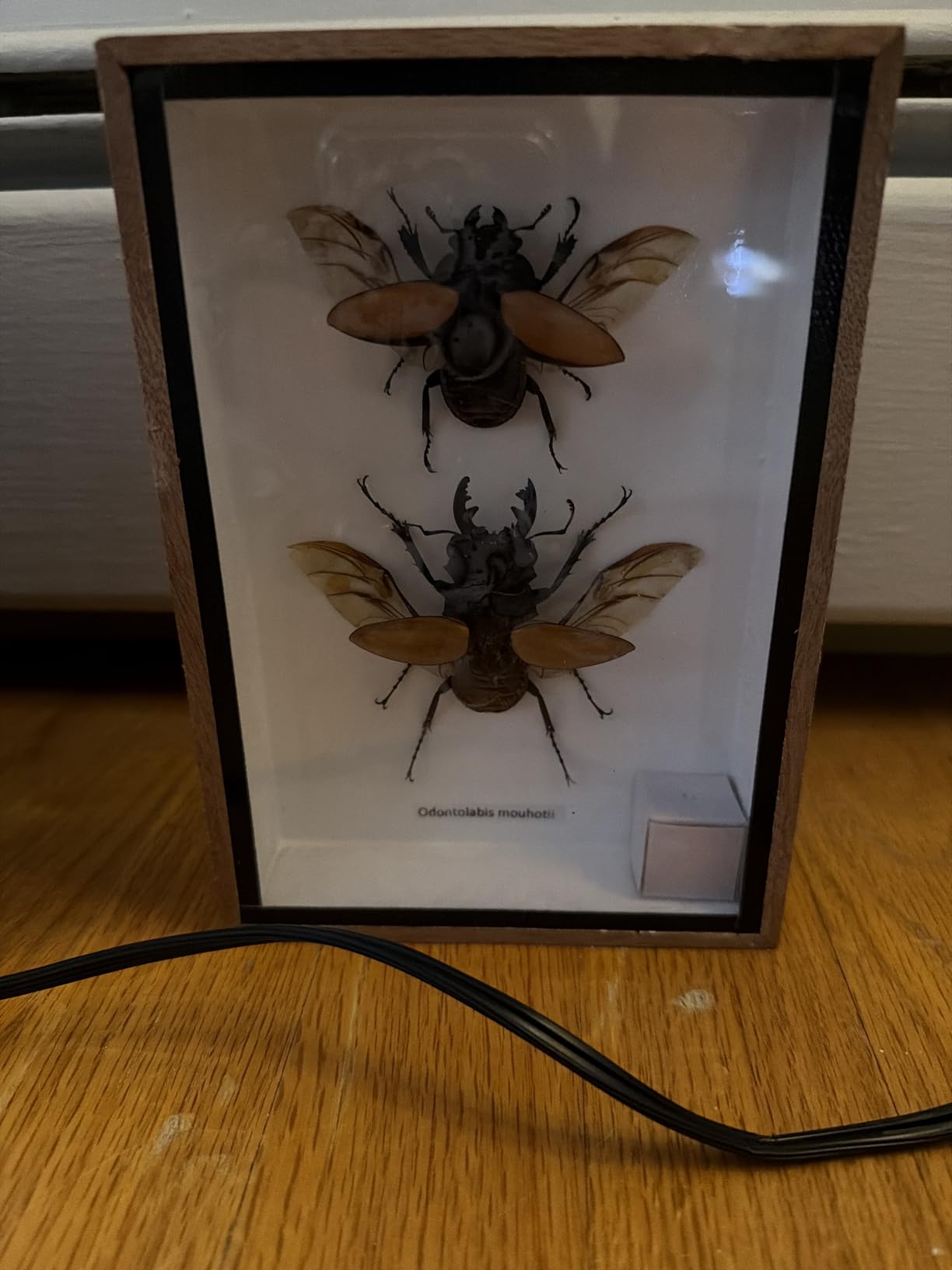 TAXIBUGS Real Beetle Display Taxidermy Odontolabis Elegans Insect Bug Entomology Box Wood Framed (Male & Female) (Black Wooden Box) customer photo 1