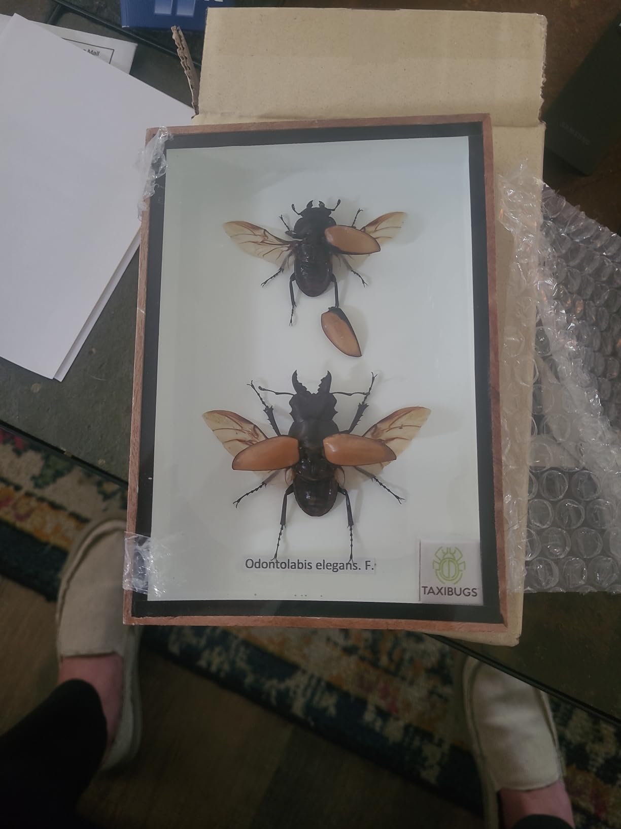 TAXIBUGS Real Beetle Display Taxidermy Odontolabis Elegans Insect Bug Entomology Box Wood Framed (Male & Female) (Black Wooden Box) customer photo 2
