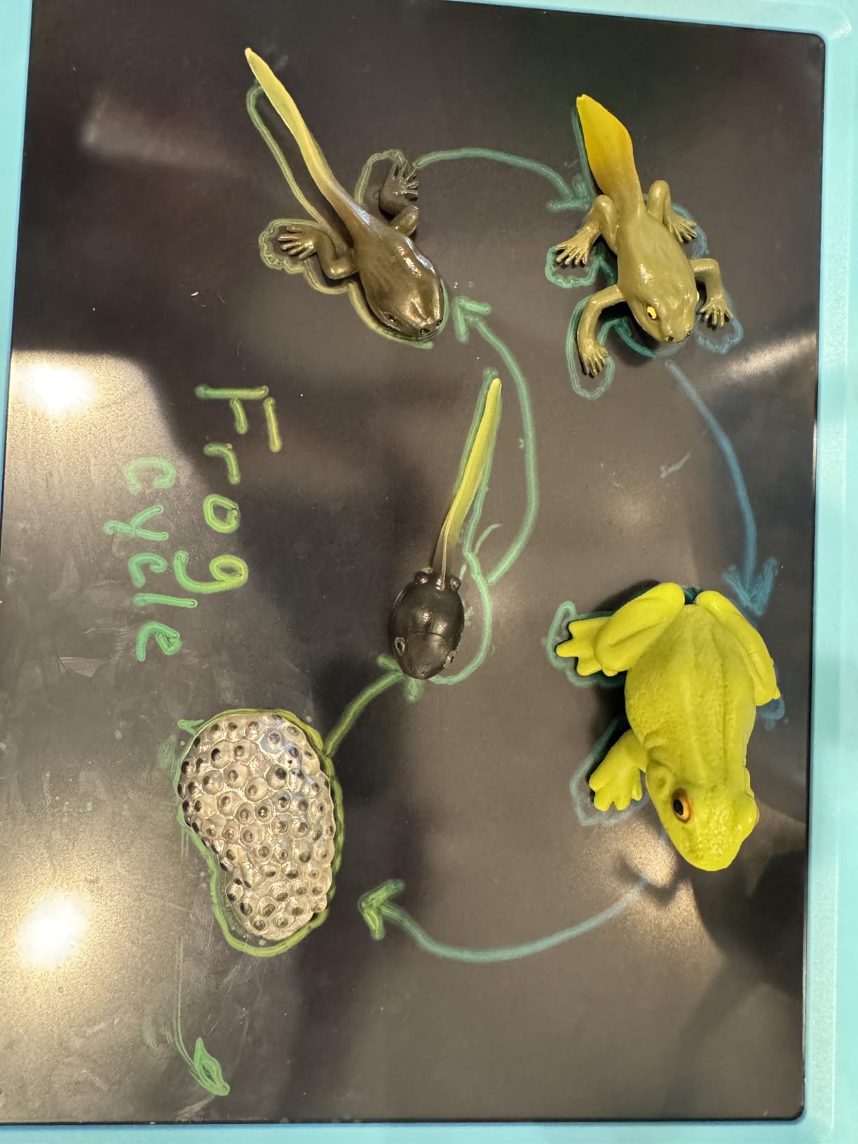 Montessori Life Cycle Animal Figures with Flash Cards, Realistic Animal Figurines Toy - Turtle customer photo 2