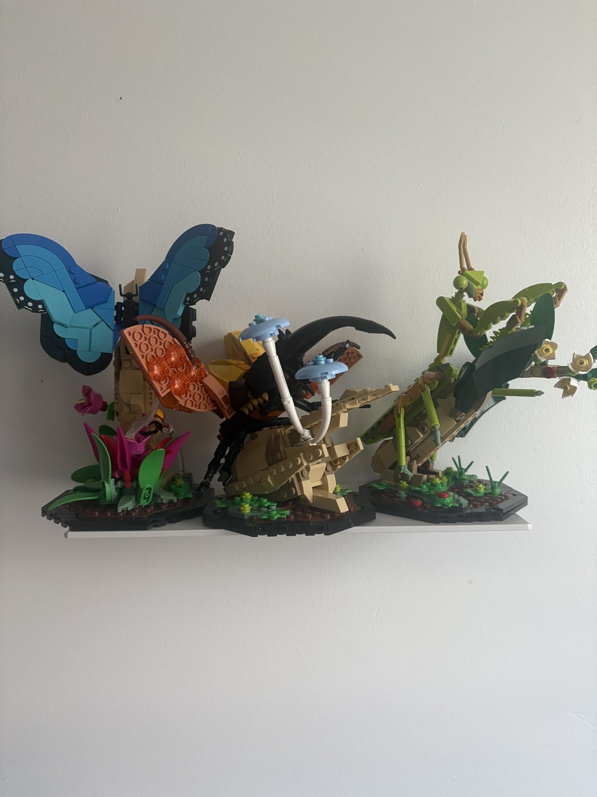 LEGO Ideas The Insect Collection, Fun Gift for Nature Lovers, with Life-Size Blue Morpho Butterfly, Hercules Beetle and Chinese Mantis Display Models customer photo 1