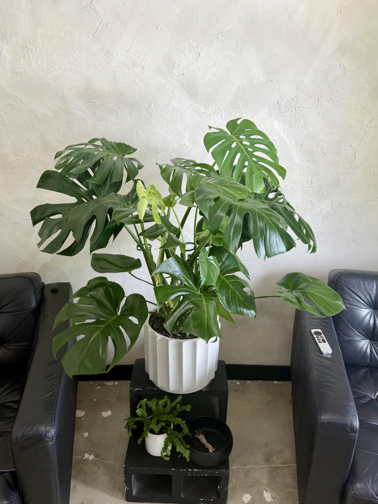 Microfiber Dusting Gloves for Plants, Premium Leaf Cleaning Gloves for Houseplants - Reusable, Lint Free customer photo 2