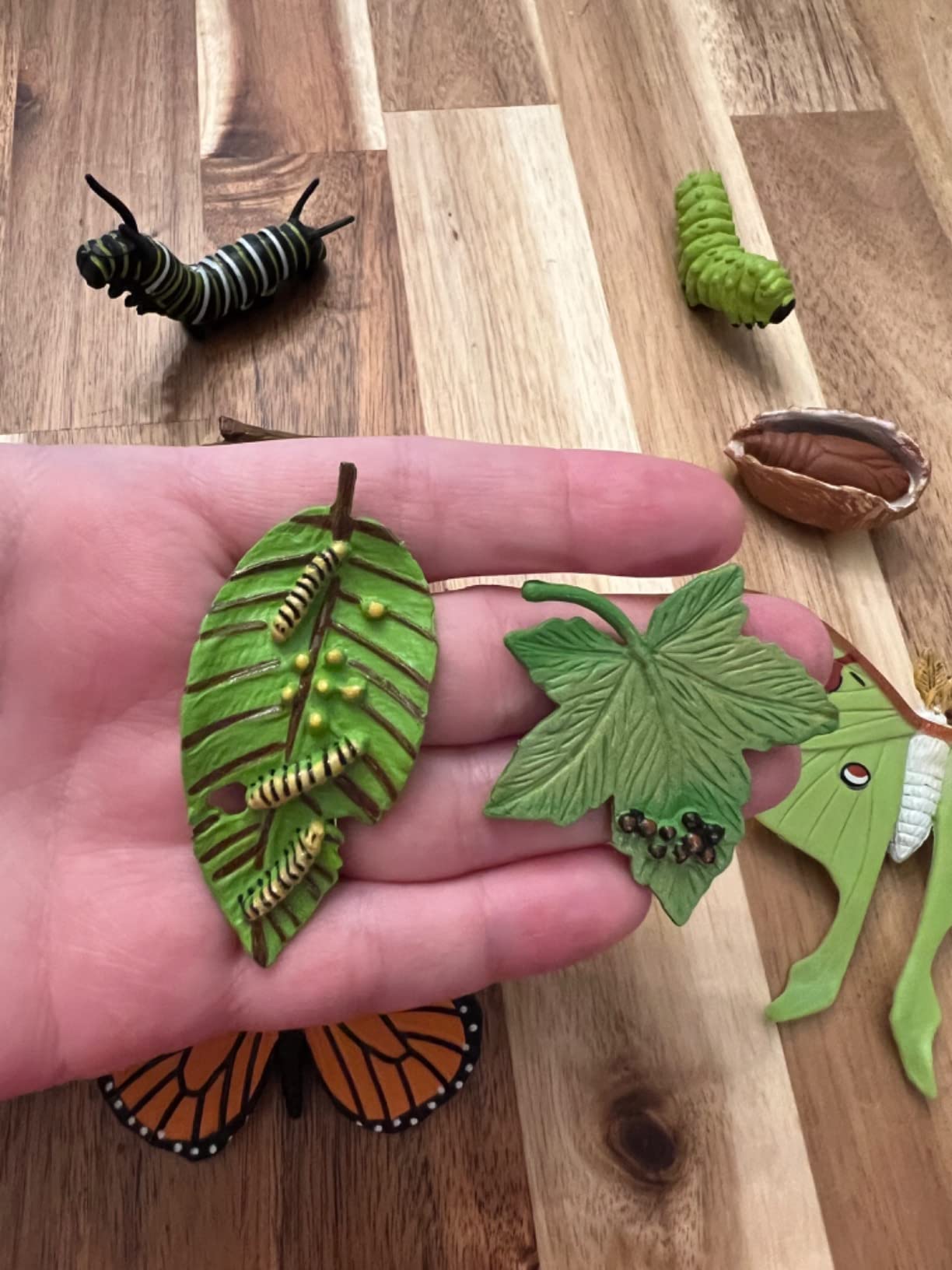 8PCS Life Cycle Figurines of Monarch Butterfly - Realistic Education Insects Life Cycle Toys, Caterpillar to Butterfly Kit Growth Stages Figures customer photo 2