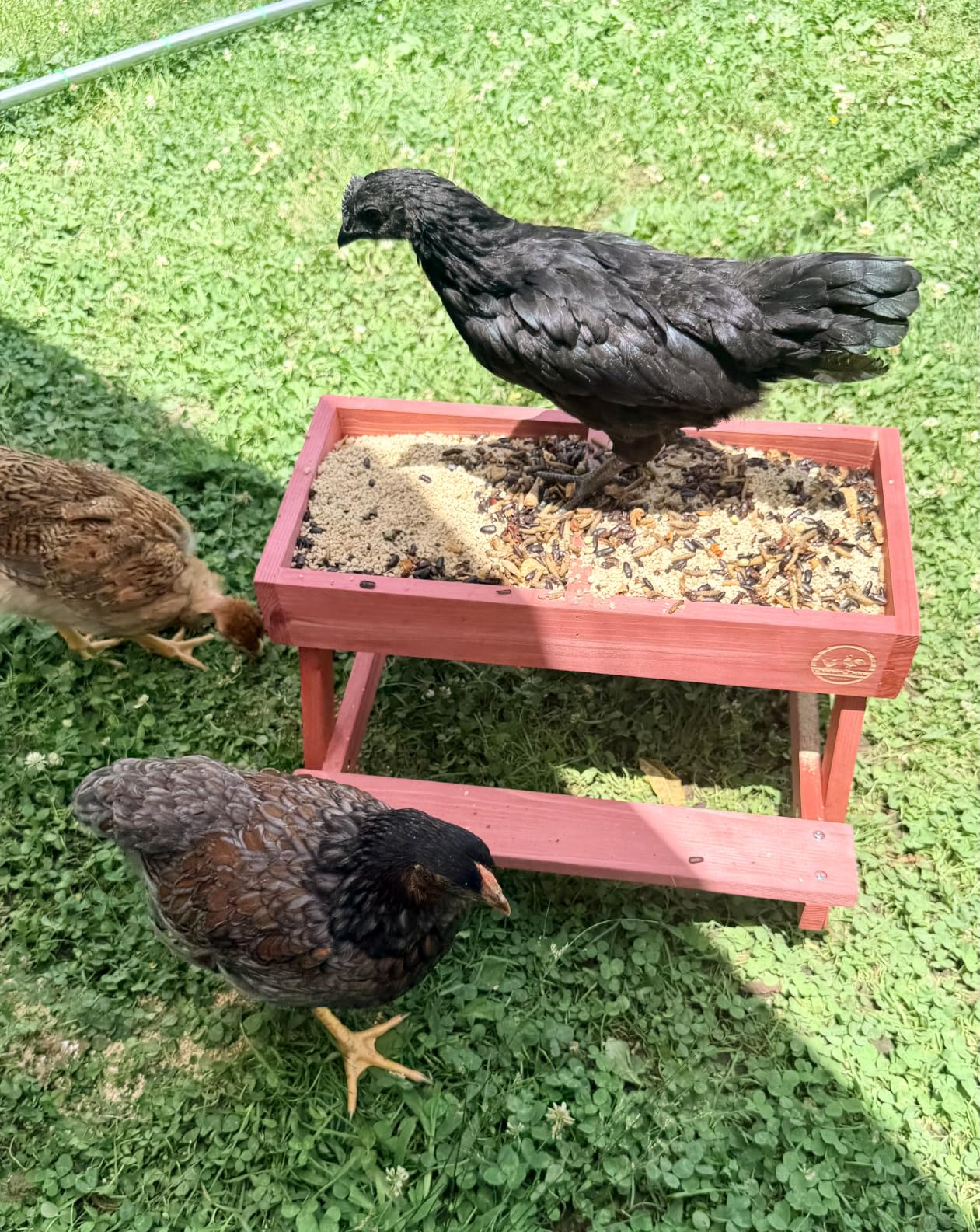 Chicken Table No Waste Chicken Picnic Feeder - Handmade Carbonized Wooden, Large DIY Chicken Feeder Kit for Wild Bird, Duck & Squirrel Feeders customer photo 1