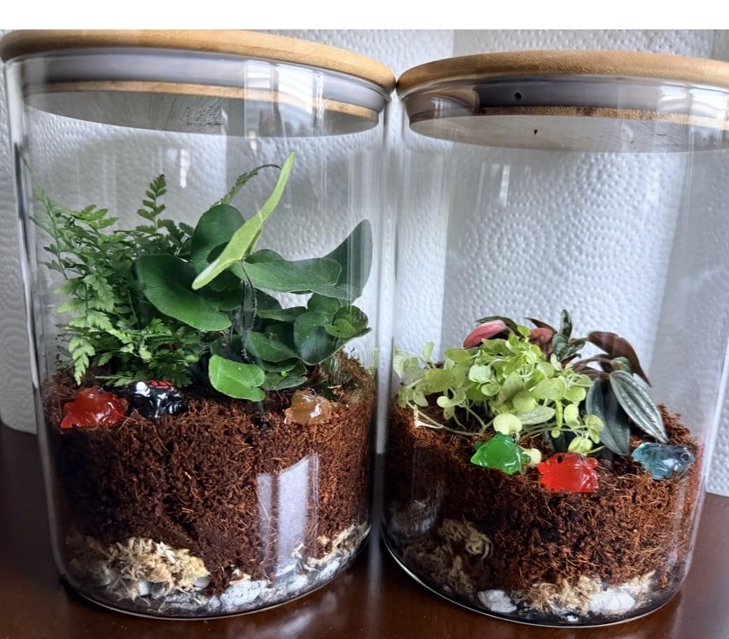 Terrarium Kit, Succulents & Indoor Plants Set DIY customer photo 1