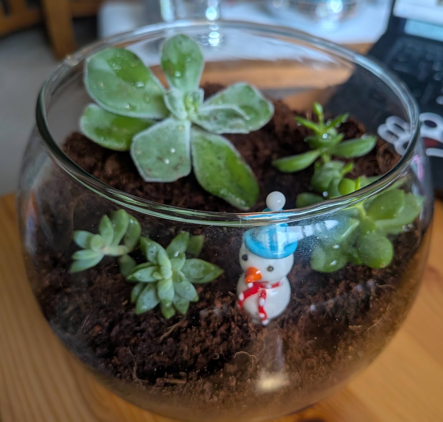 Terrarium Kit, Succulents & Indoor Plants Set DIY customer photo 2