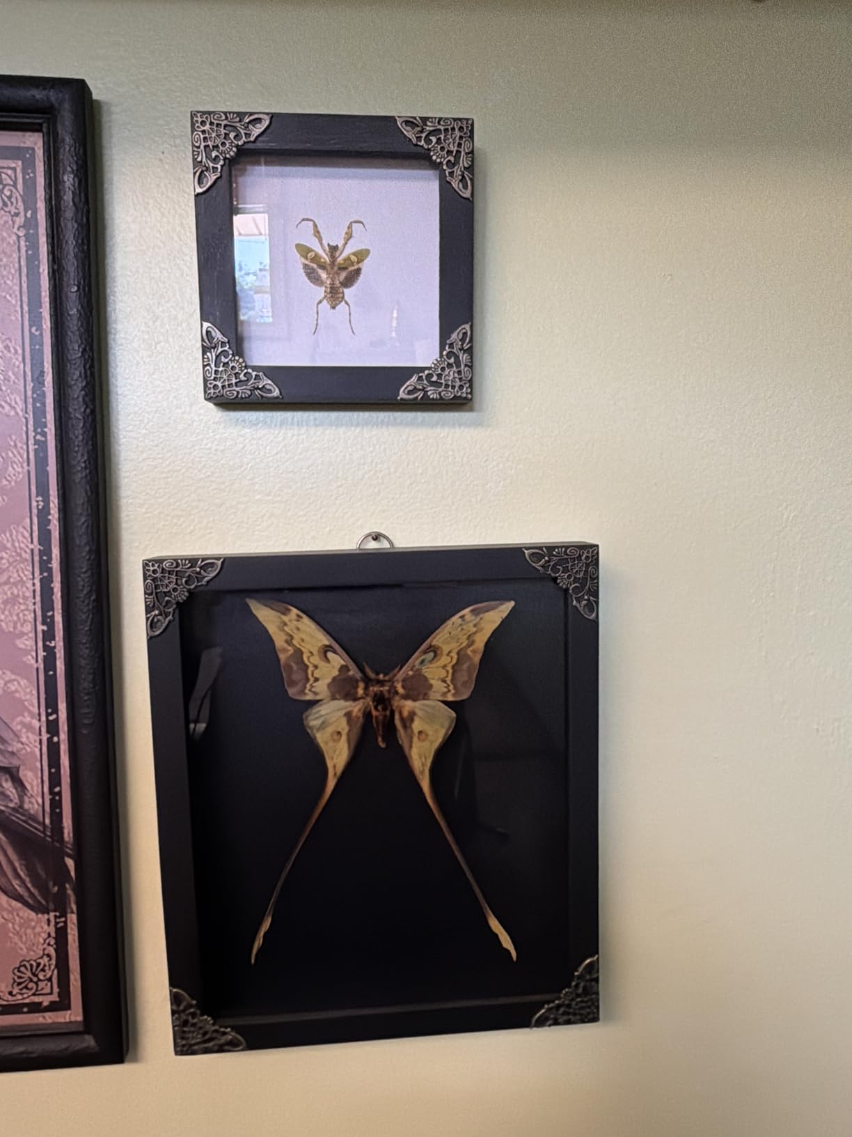 Real Framed Walking Leaf Beetle Shadow Box Bug Taxidermy Specimen K16-72-TR | Handmade Wooden Frame, Entomology Collectible, Oddities & Curiosities Decor, Unique Gift for Insect Collectors customer photo 1