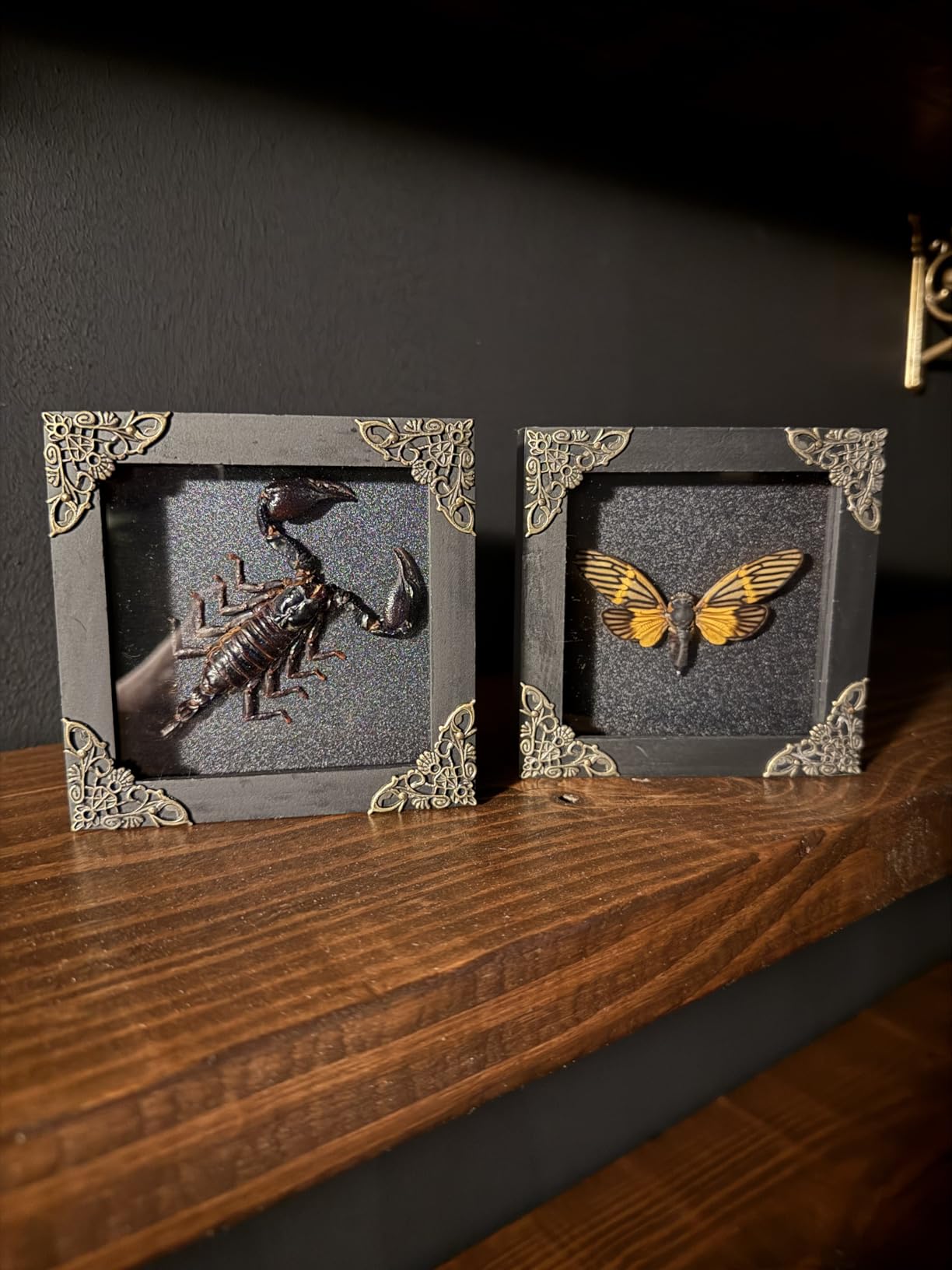Real Framed Walking Leaf Beetle Shadow Box Bug Taxidermy Specimen K16-72-TR | Handmade Wooden Frame, Entomology Collectible, Oddities & Curiosities Decor, Unique Gift for Insect Collectors customer photo 2