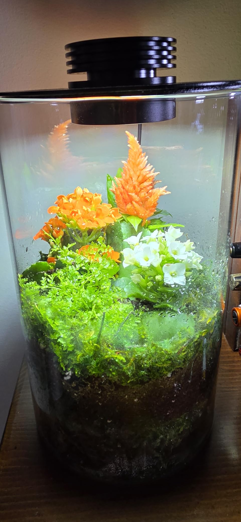 Desktop Glass Plant Terrarium with Grow Light (H:9.8