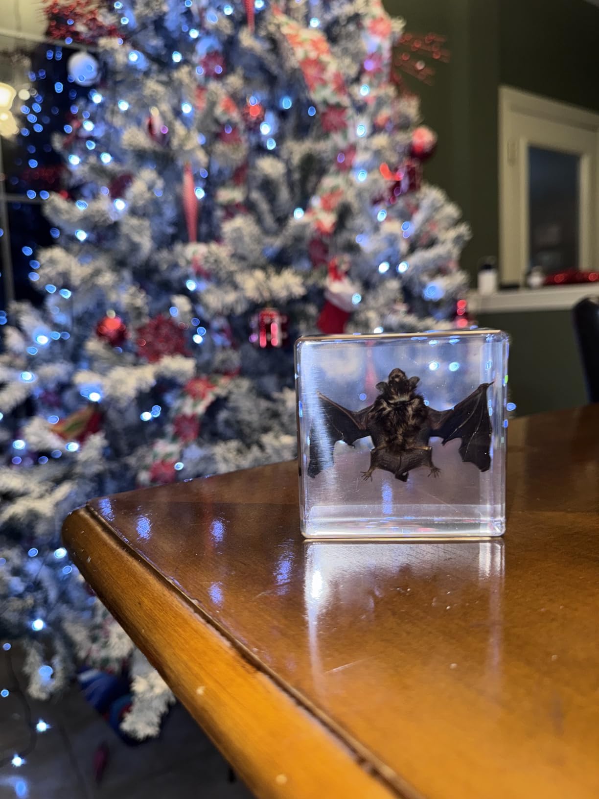 Taxidermy Bat, Real Bat Specimens Animal Specimen in Resin for Science Classroom Science Education, Great Gift for Fans of Taxidermy, Animal Skull, Oddities, Biology(3 x 3 x 1 inch) customer photo 1