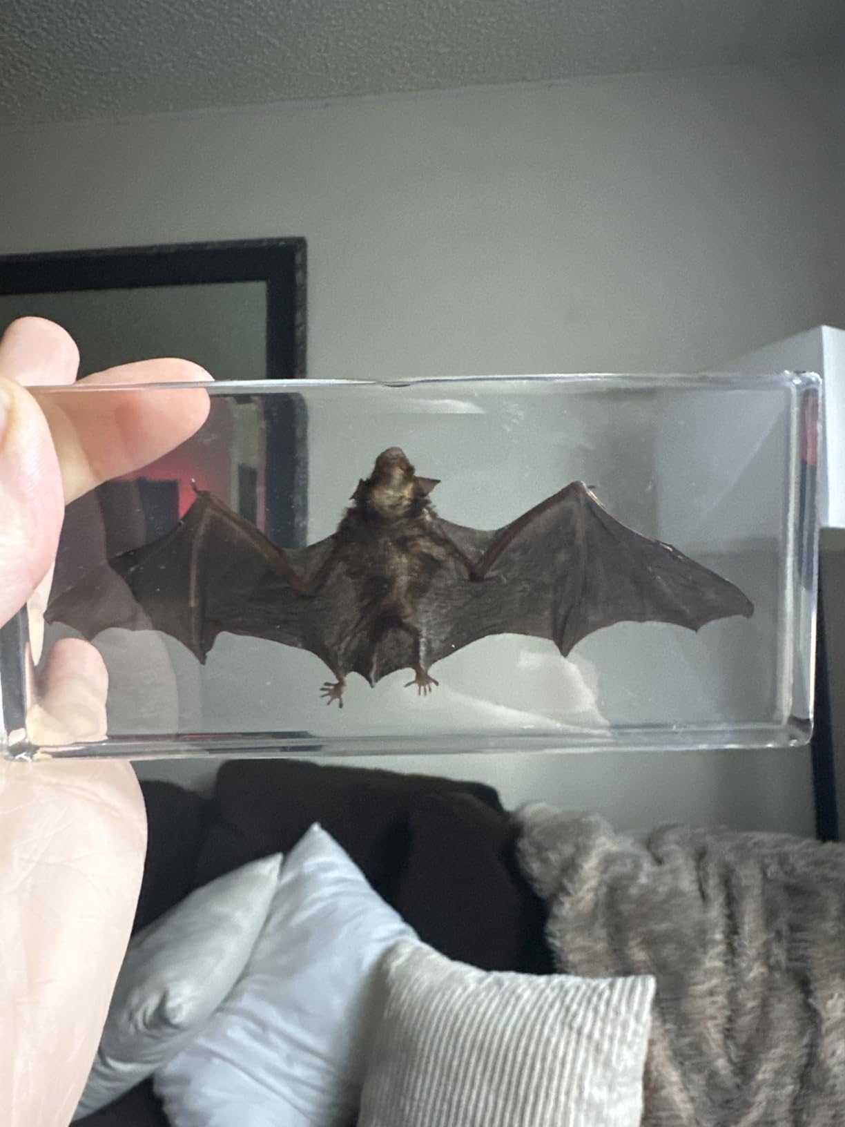 Taxidermy Bat, Real Bat Specimens Animal Specimen in Resin for Science Classroom Science Education, Great Gift for Fans of Taxidermy, Animal Skull, Oddities, Biology(5.5x2.5x0.7 Inch) customer photo 1